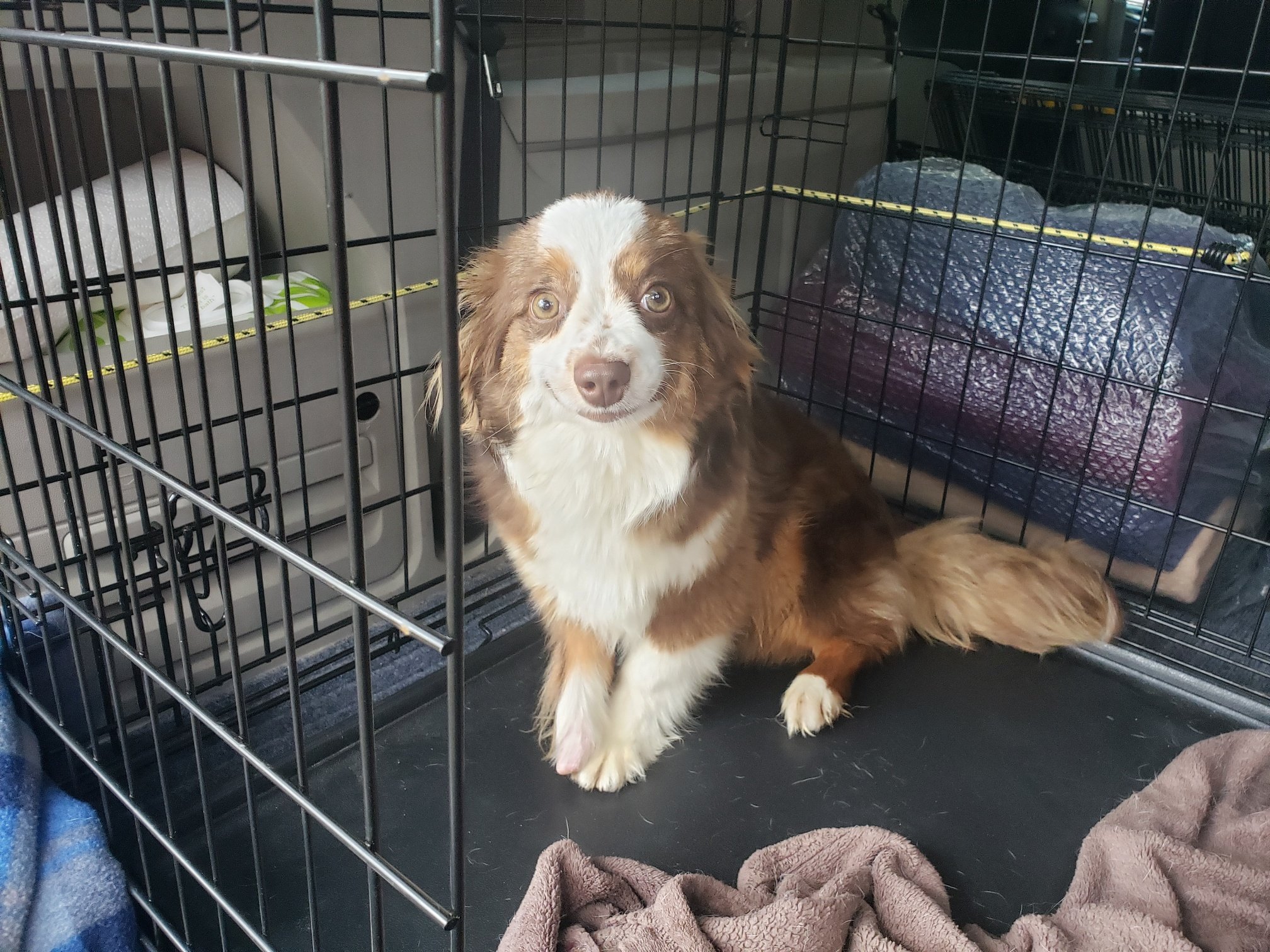 Georgie: A cute little stray about 3 years old. He too was picked up wandering on a back road. He seems to be a miniature Aussie mix, about 15 lbs. We don't know Georgie's story, but he was found missing a front foot. The wound seemed fairly fres