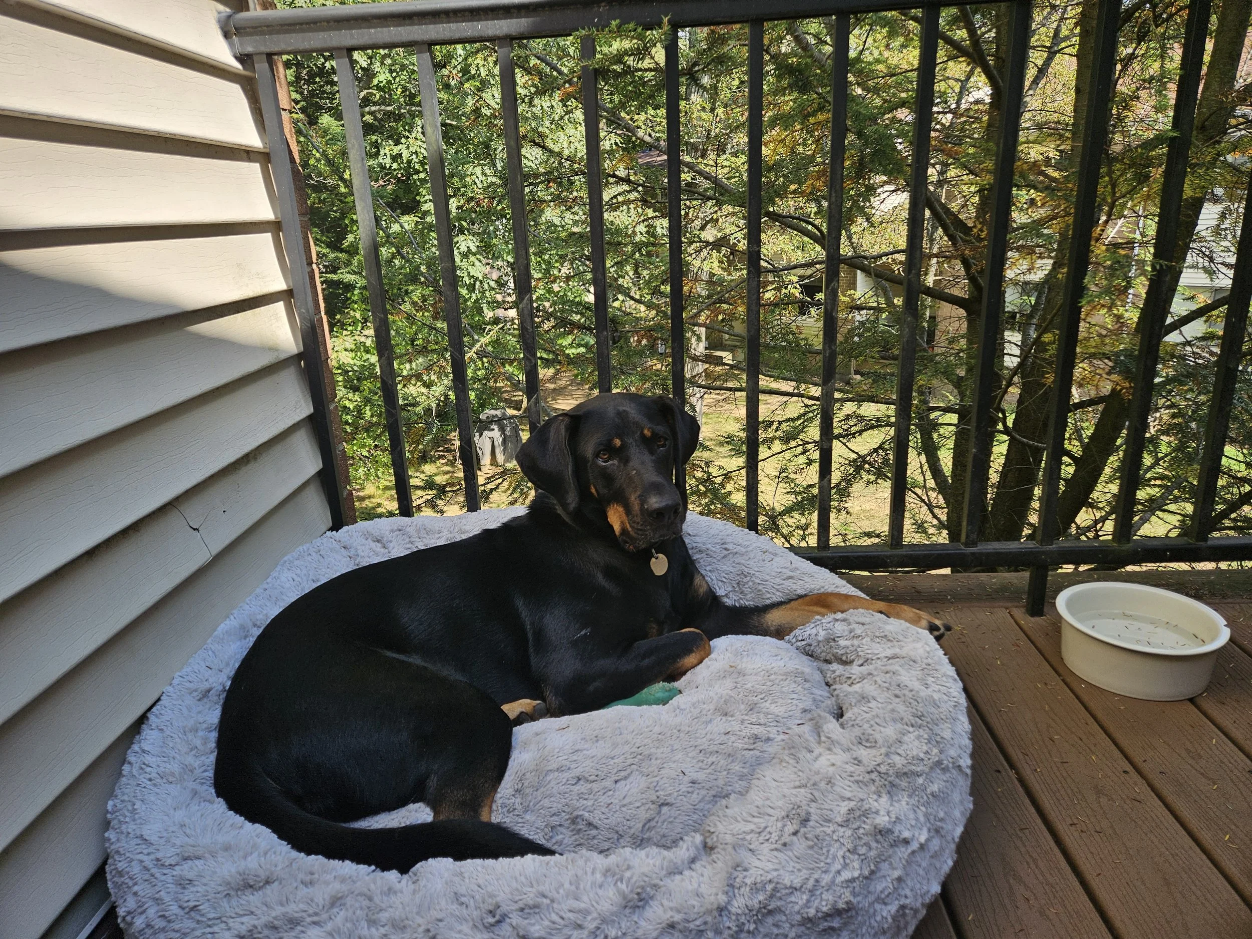 Reacher's DNA test came back as 46.9% GSD, 39.9% Bluetick Coonhound, and 13.2% Treeing Walker Coonhound.   Meghan found a half sibling and a full sibling (different litter) on Embark, both abandoned in our area of Virginia.   