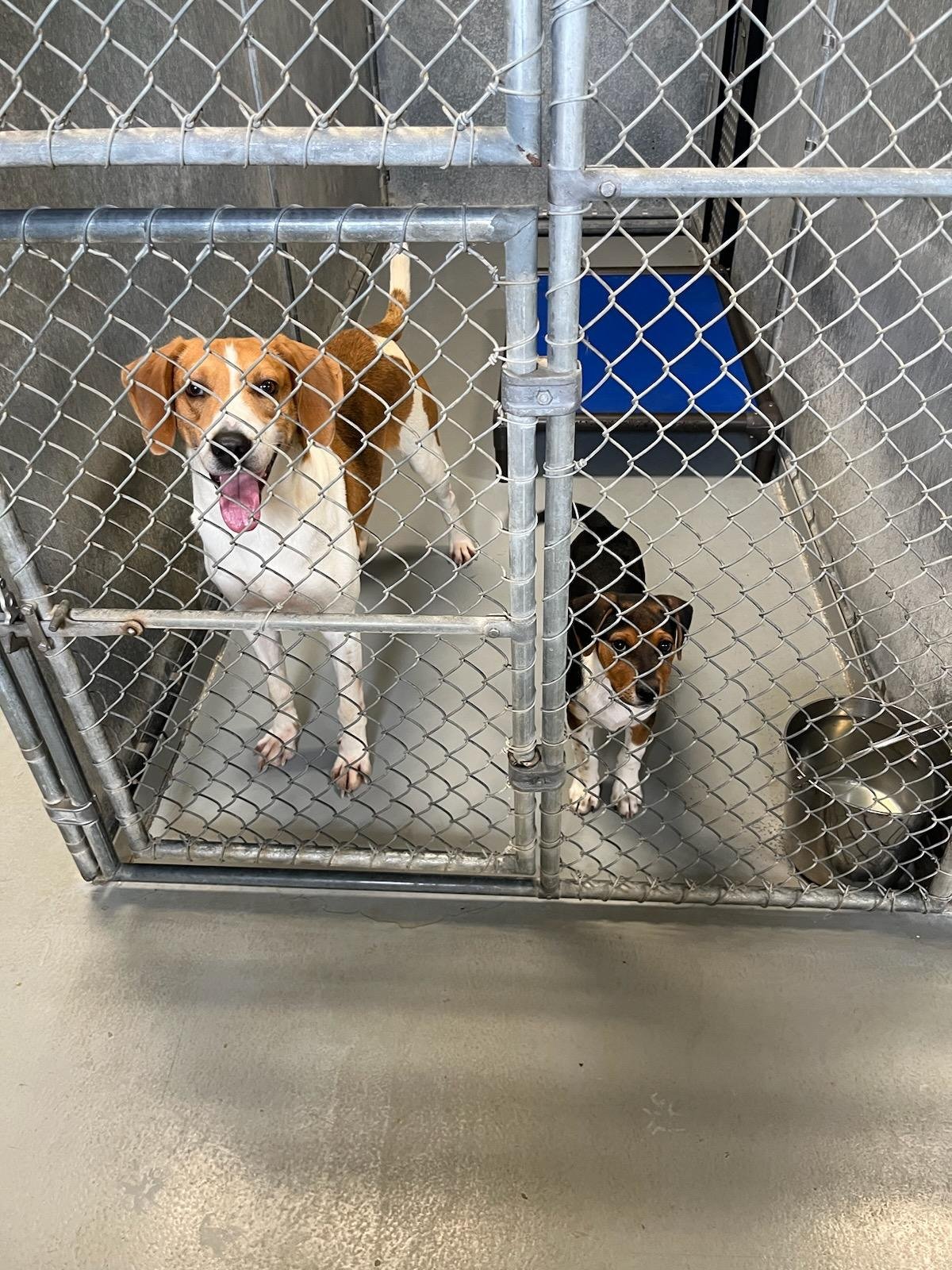 Porter and Banjo at Animal Control