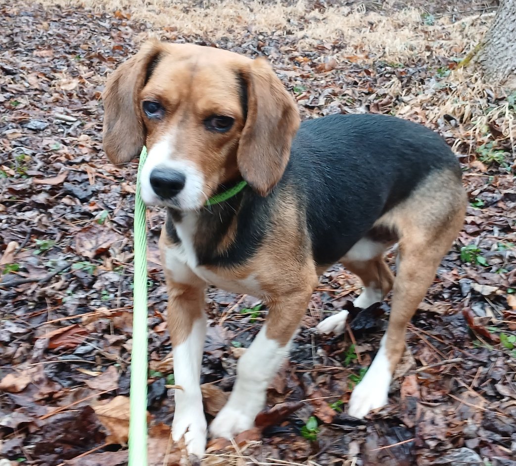 Artie was very shy at first.  We let him play with Sheila at Animal Control and she helped him come around quickly.