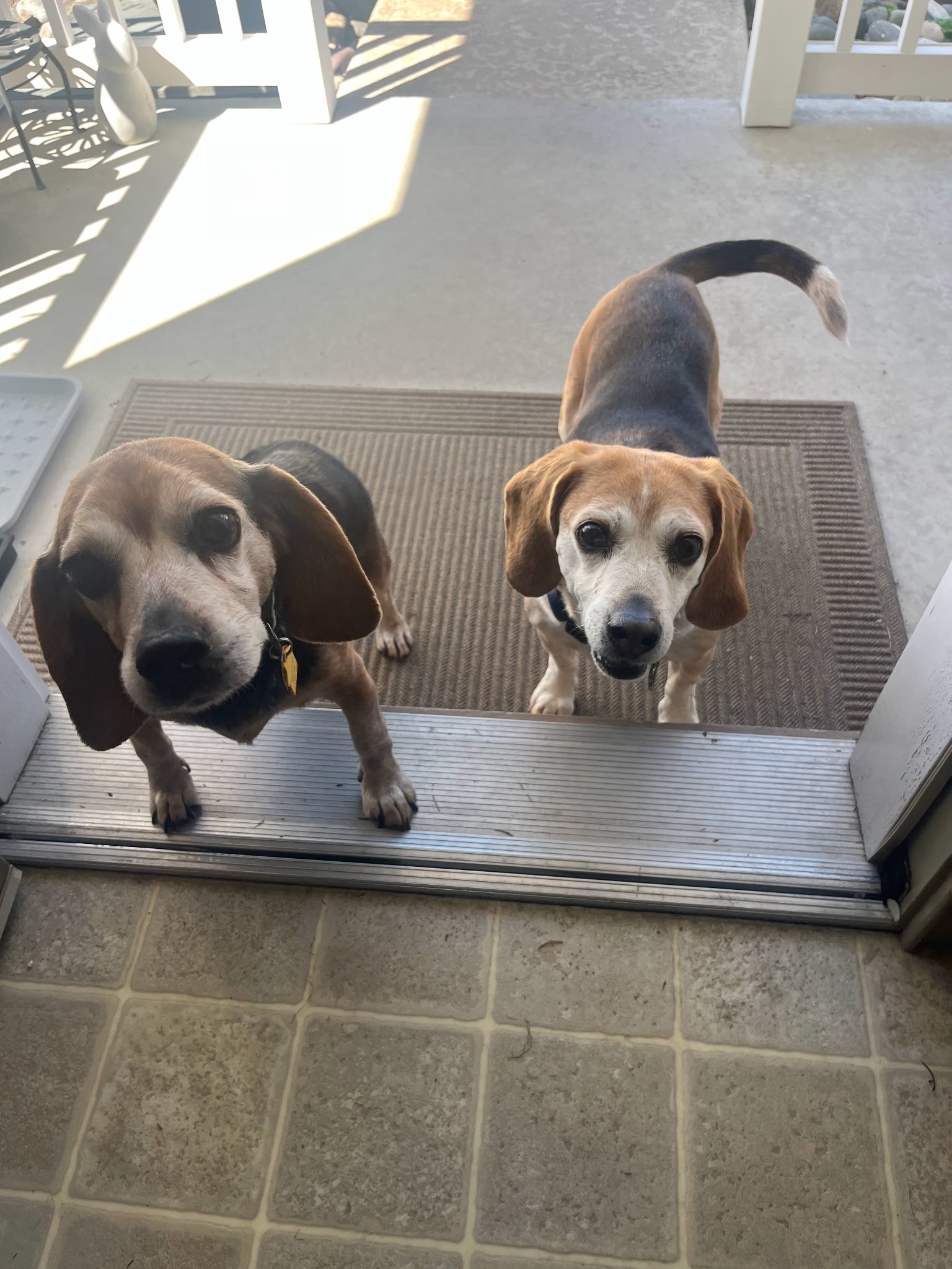 Pete - November 2025 - proof that adopting an elderly dog can be so rewarding.  Look at him smile!  (He is on the right.)