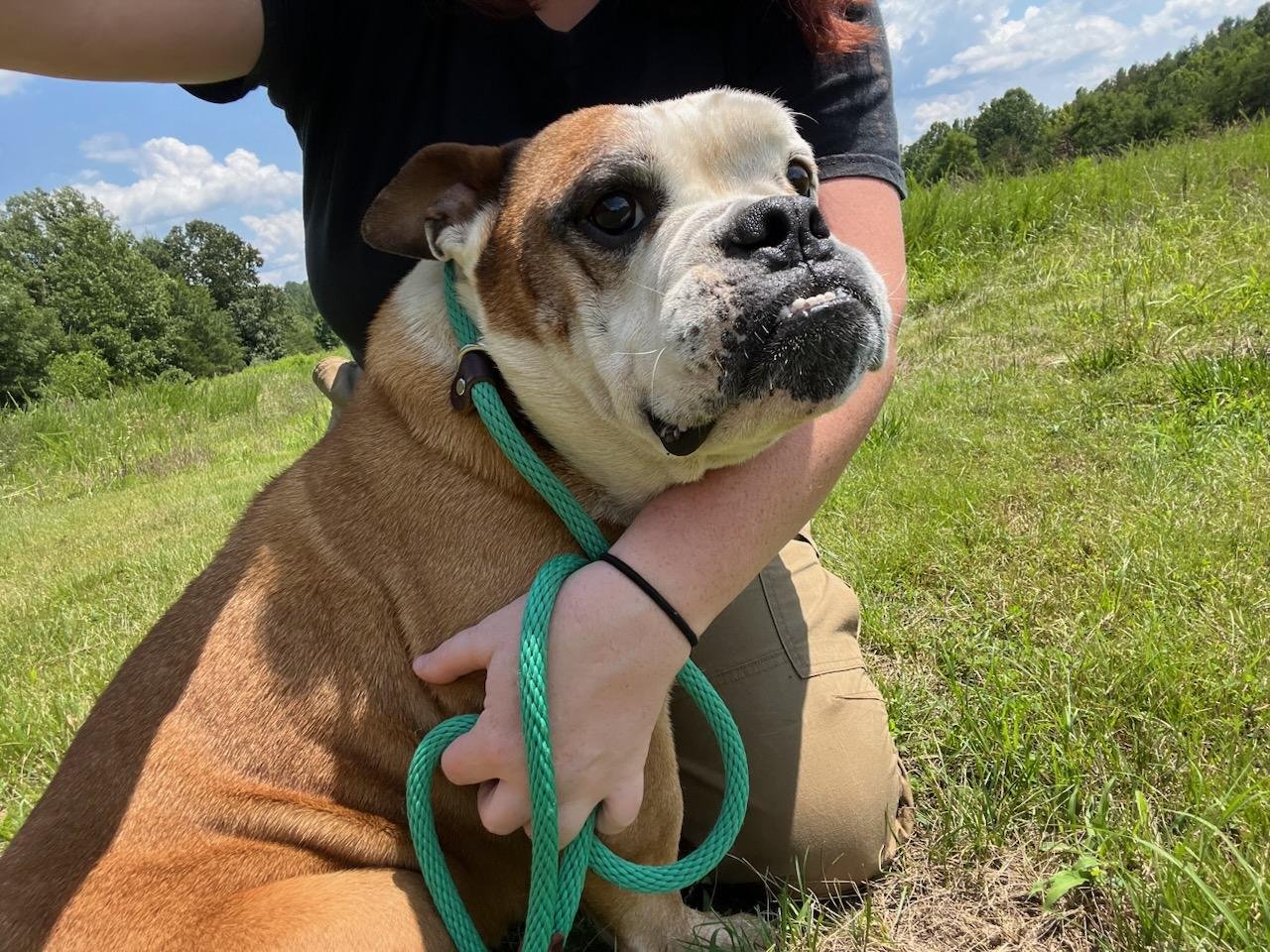 Rubble: 3 year old stray English bulldog