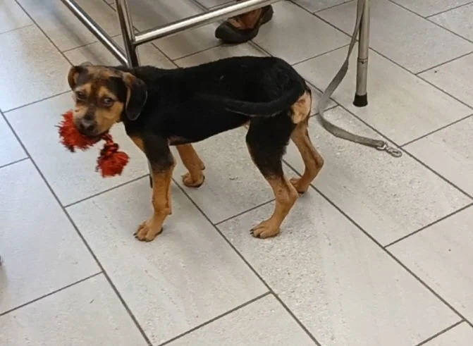Hugo is happy and thriving! It truly is a miracle!