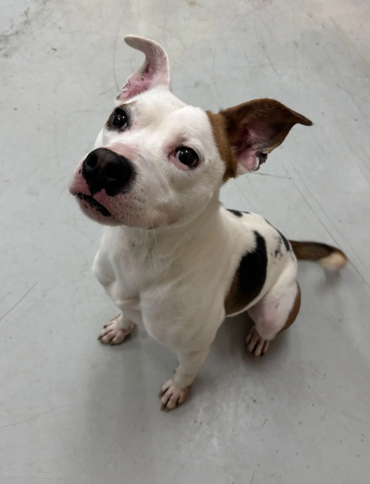 Jasper - male, the biggest of the bunch, weighing about 36 lbs.  Luckily he seemed to be in pretty good condition.  