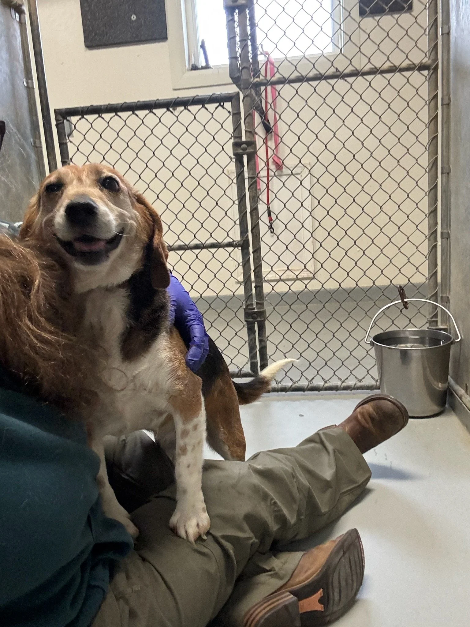 Sheila is an absolute lap dog. Look ate her huge smile!  