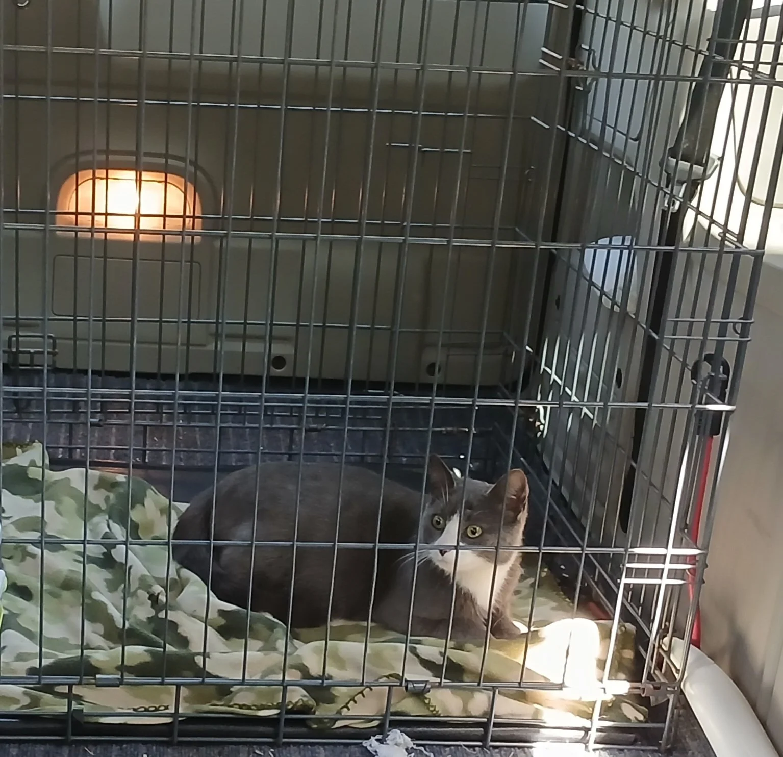 Sunday - about one year old, and very affectionate.  She was named Sunday, since Emily Bell found her on a Sunday, wandering around a convenience store parking lot.  She was very pregnant.  The cashier said she appeared overnight.   Apparently someon