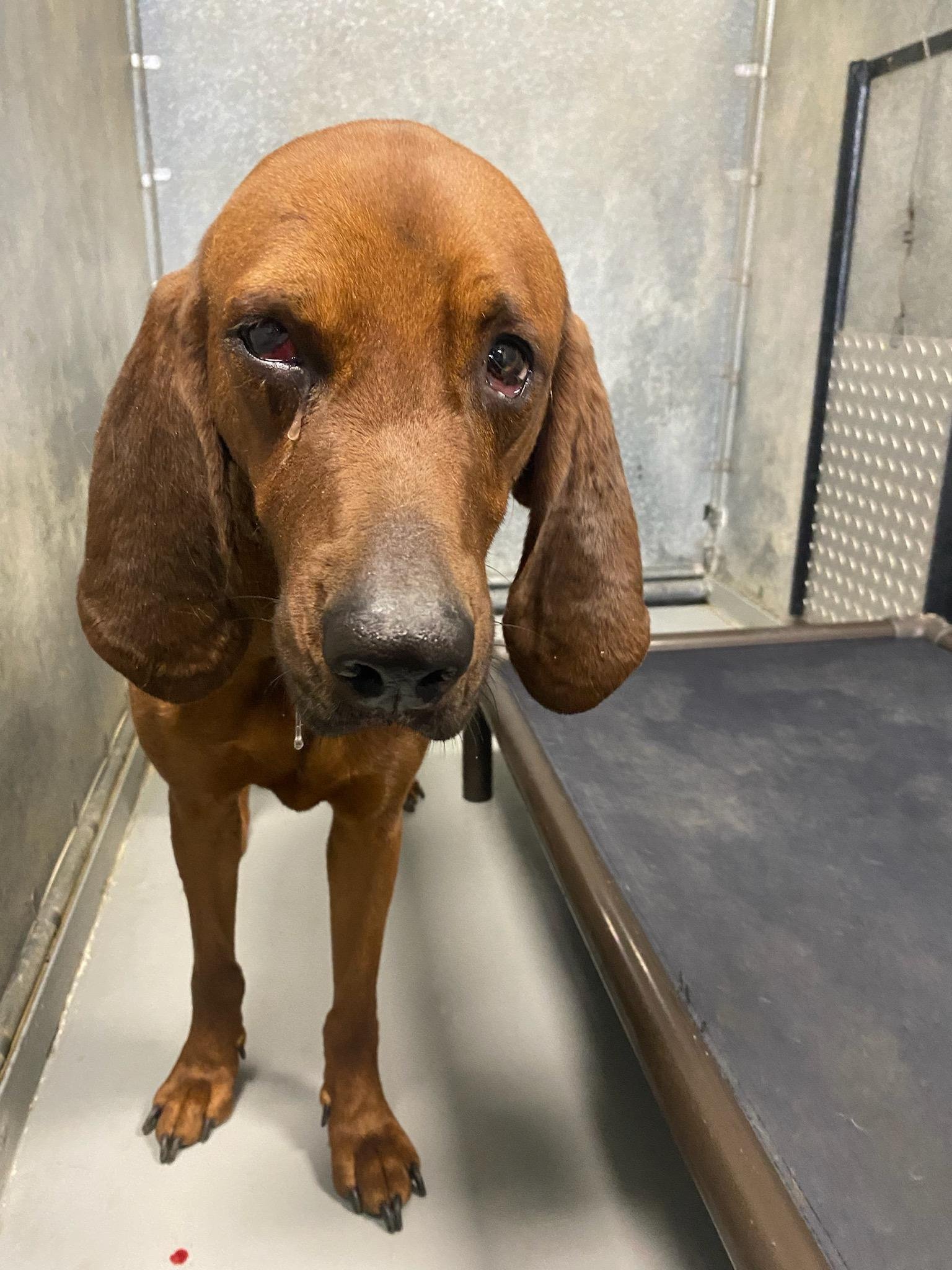 Oakley: A gorgeous Redbone hound about 4 years old. He was picked up by Animal Control after being hit by a car. He had several areas of road rash, a head wound, an injured eye, and a fractured pelvis. He was never claimed, so Hopeful Hounds took