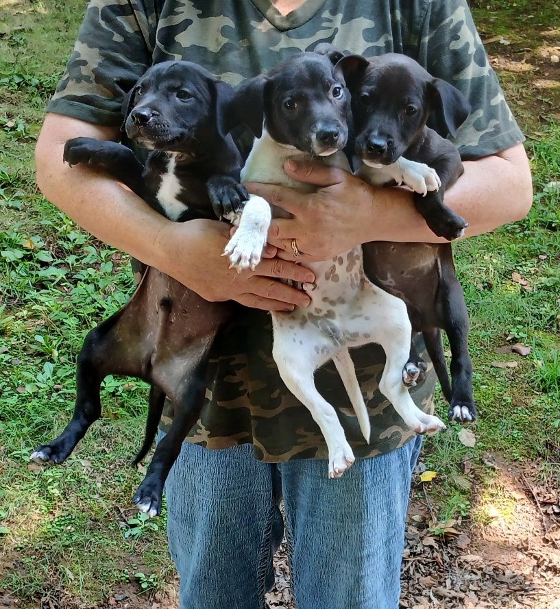 Baxter, Binky, and Blair: a litter of 3 Pitbull mix puppies about 7 weeks old. Very smart pups who learned the doggie door rapidly!