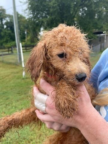 Pixie: Poodle/Chinese Crested