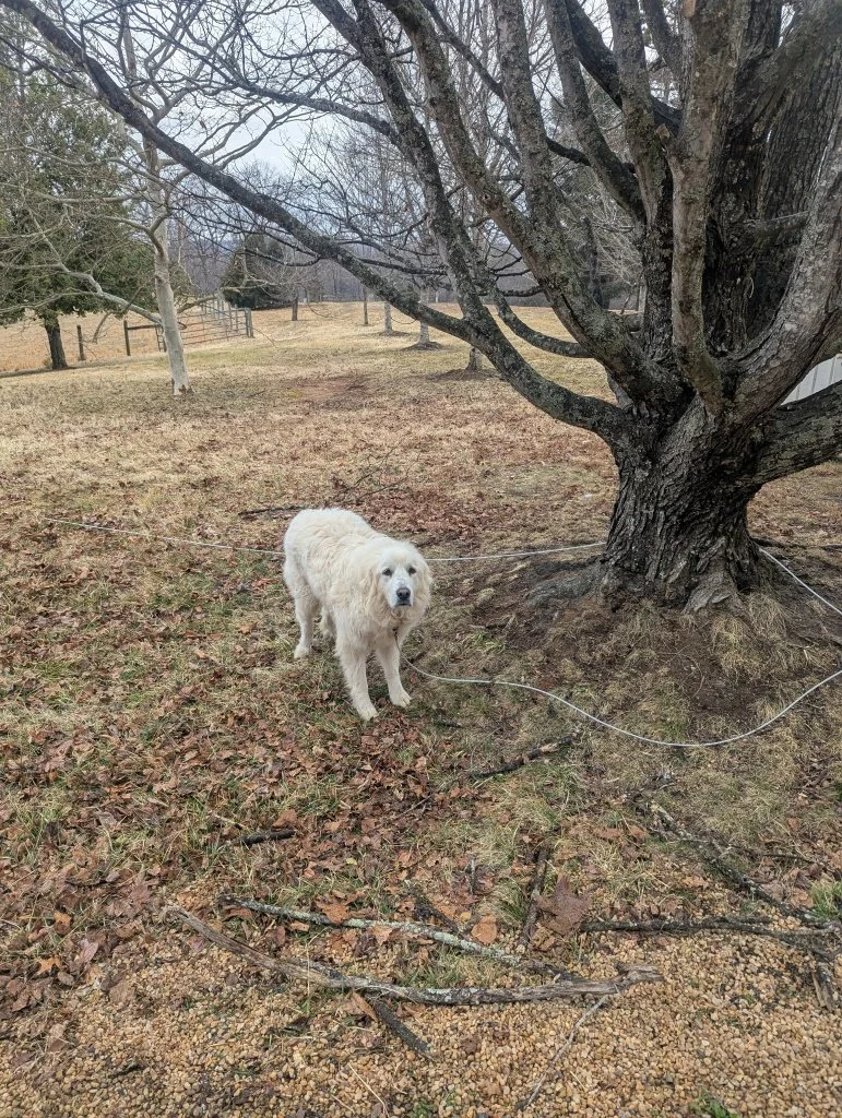 Oksana -  surrendered with her sister Kora. Both are very sweet girls!
