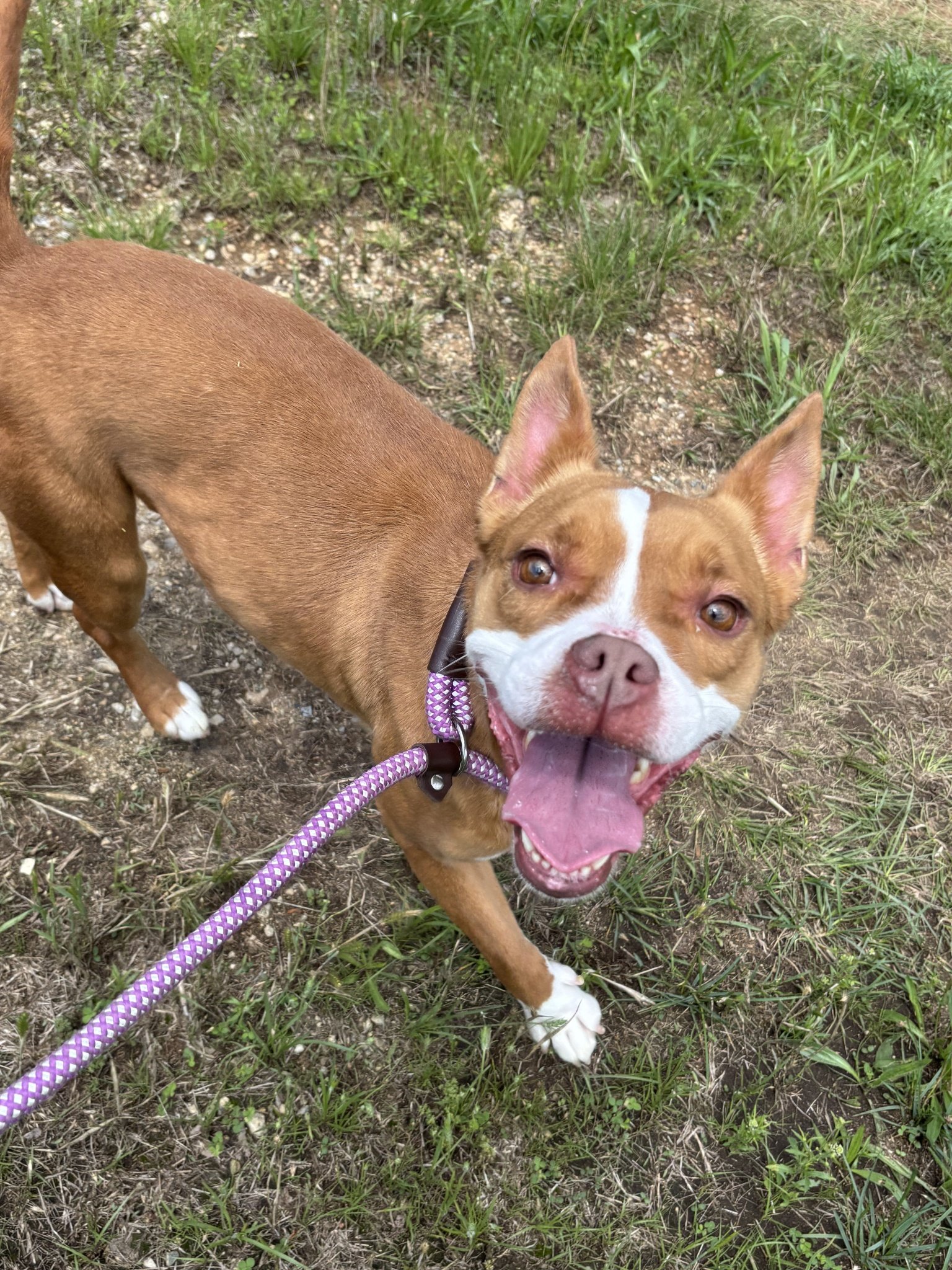 Nova now looking happy and healthy!

