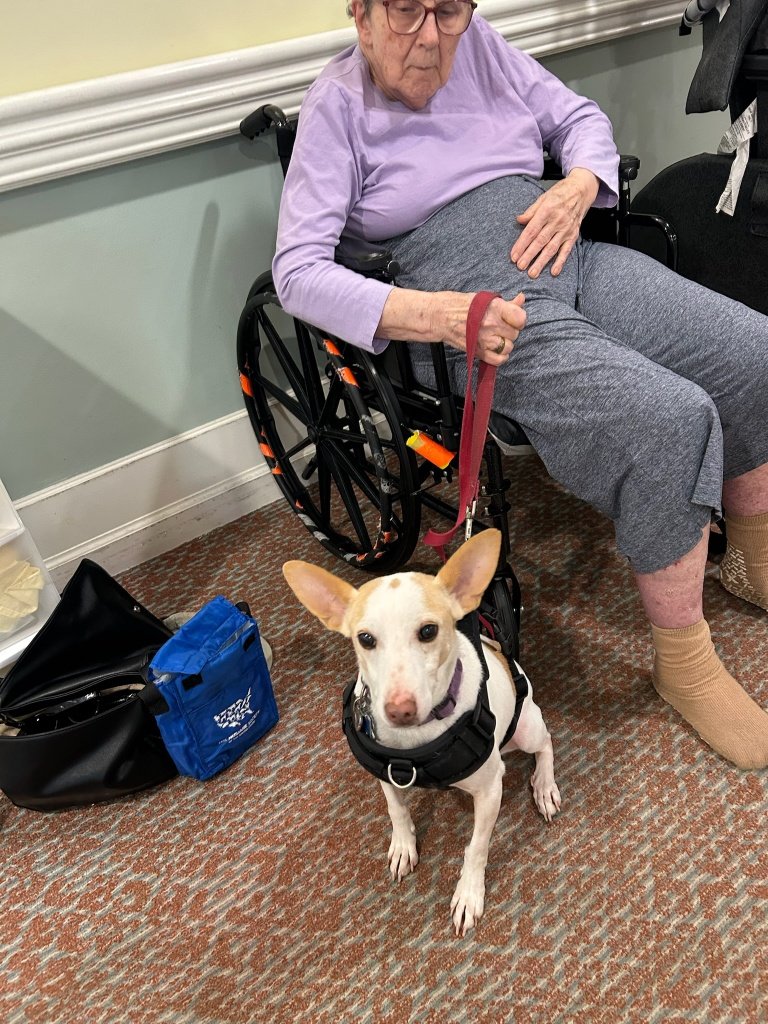 Roadie, formerly Sonny. (August 2024) visiting a friend in assisted living and spreading some happiness 😊