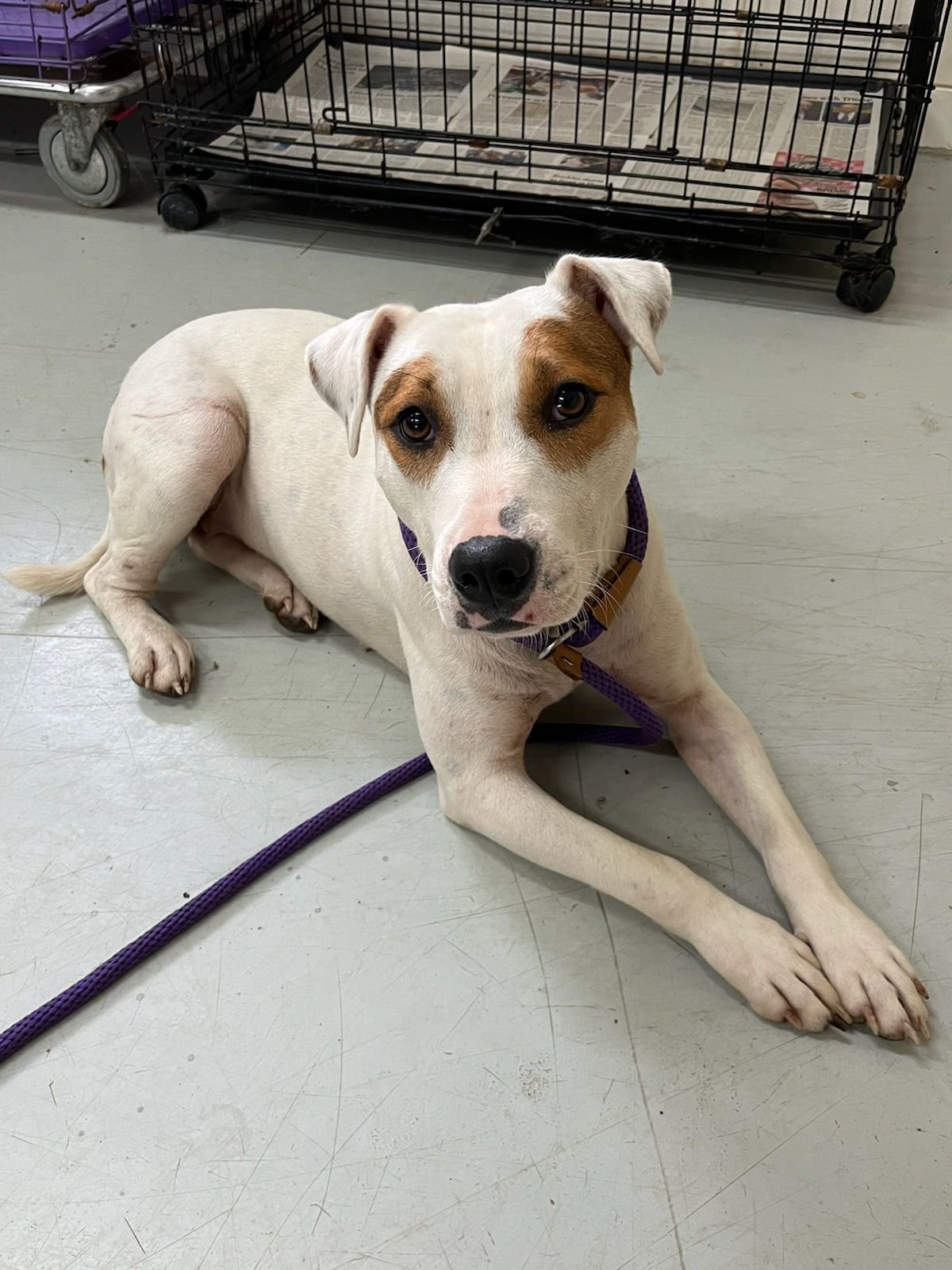 Melody: A sweet Pitbull mix about 2 years old.