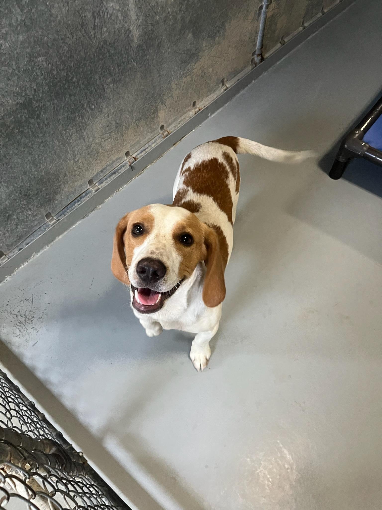 Chuck: 11 month old stray Beagle mix