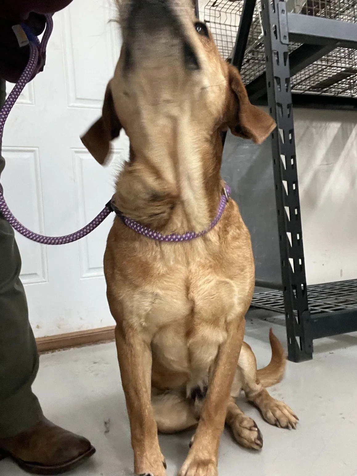 Reef, strangely, had an infected wound on his neck.  A cyst had formed around it.  He was put on antibiotics, and the cyst will be removed when he is neutered. 