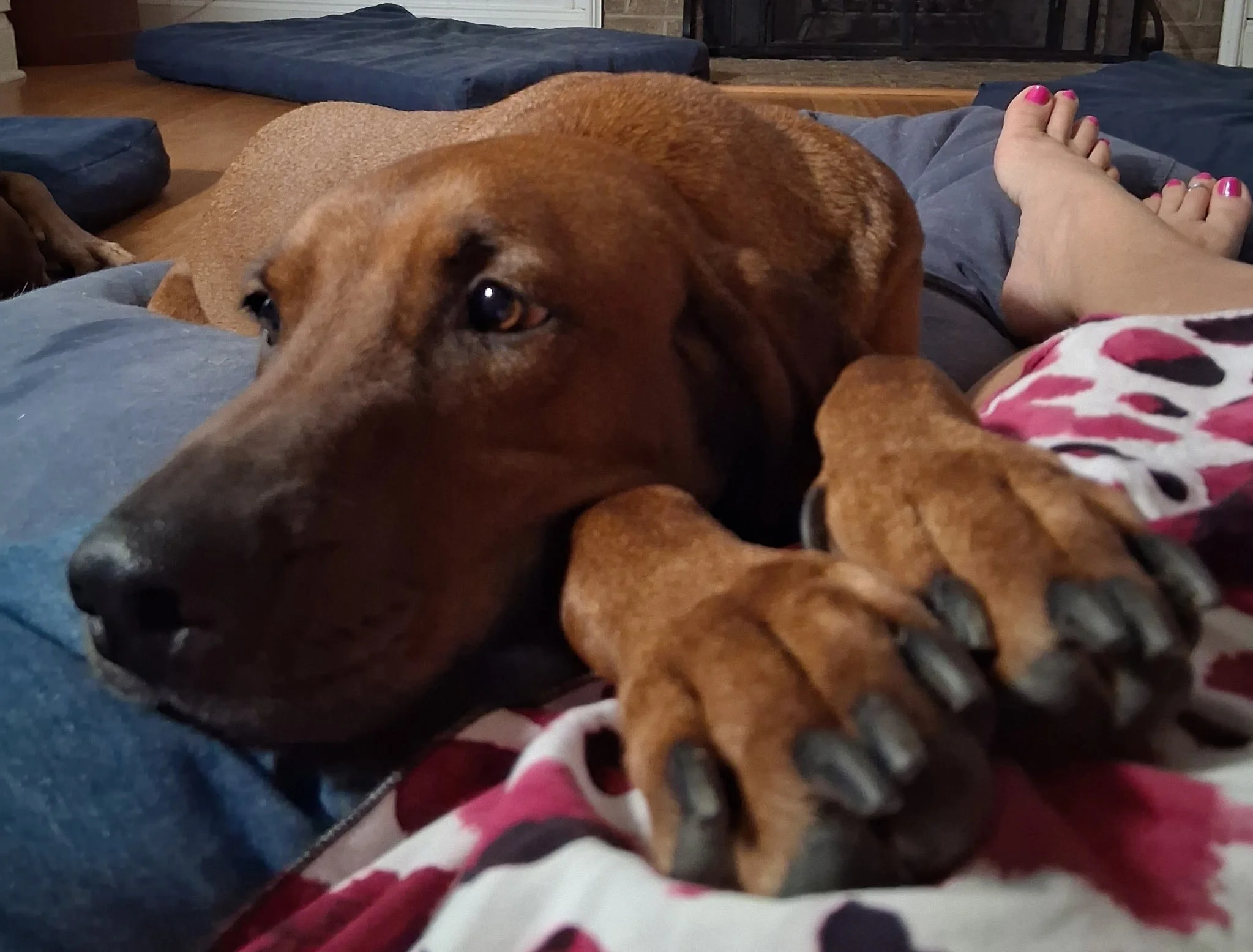Oakley - June 2024 - napping with Mom!