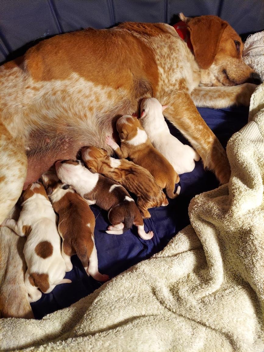 Sugarpig and her puppies