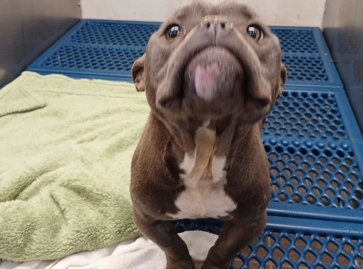 Gracie  looking much better! She has been a perfect patient.  She seems very shy, but is now very happy to go for a tiny walk!