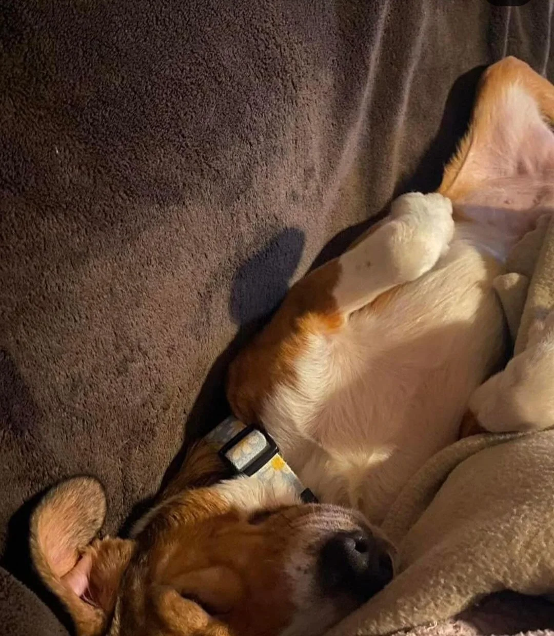 Rocky loving life!