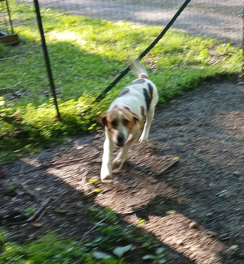 While driving to the vet, the car next to me was waving at Clyde.  He wagged his tail really fast.  It made his day to have people notice him!  He just loves people!!!
