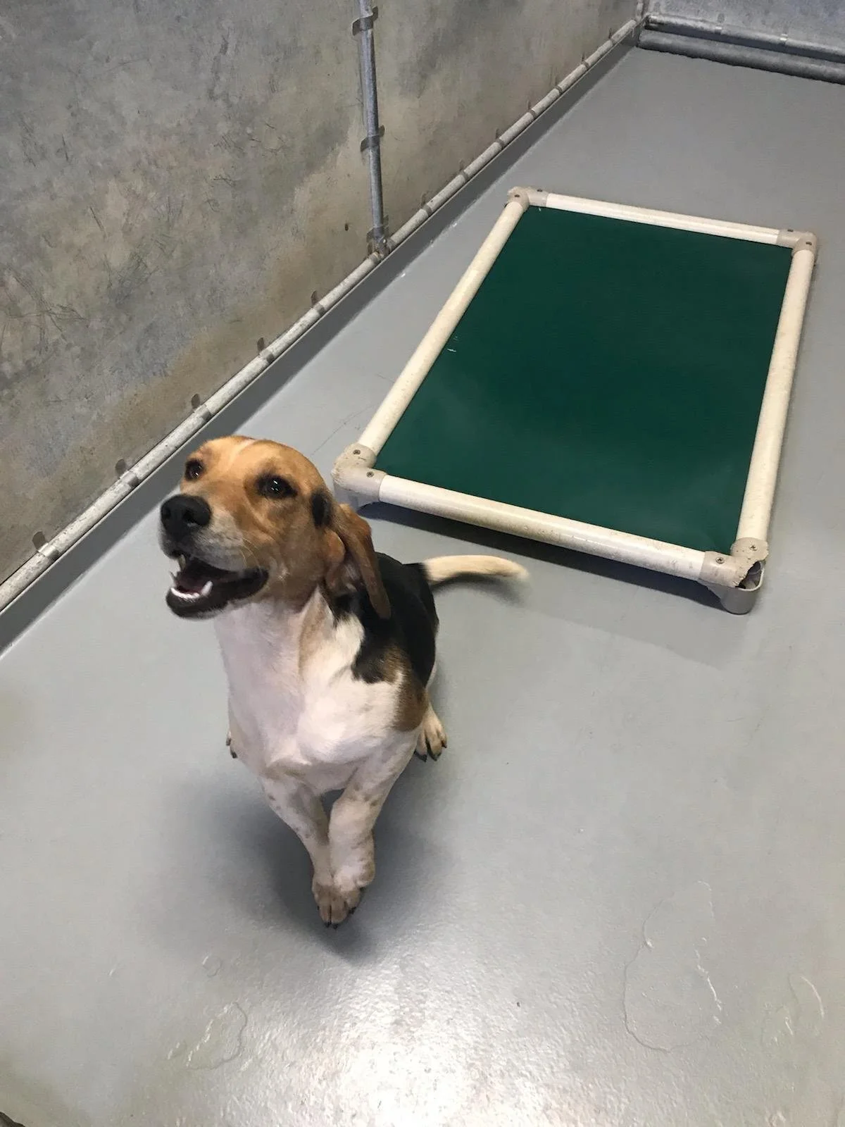 Buddy: Beagle