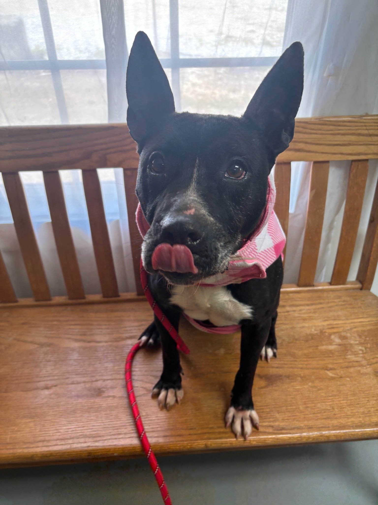 Kenzie - She is an 8 year old Pittie mix with the cutest ears.