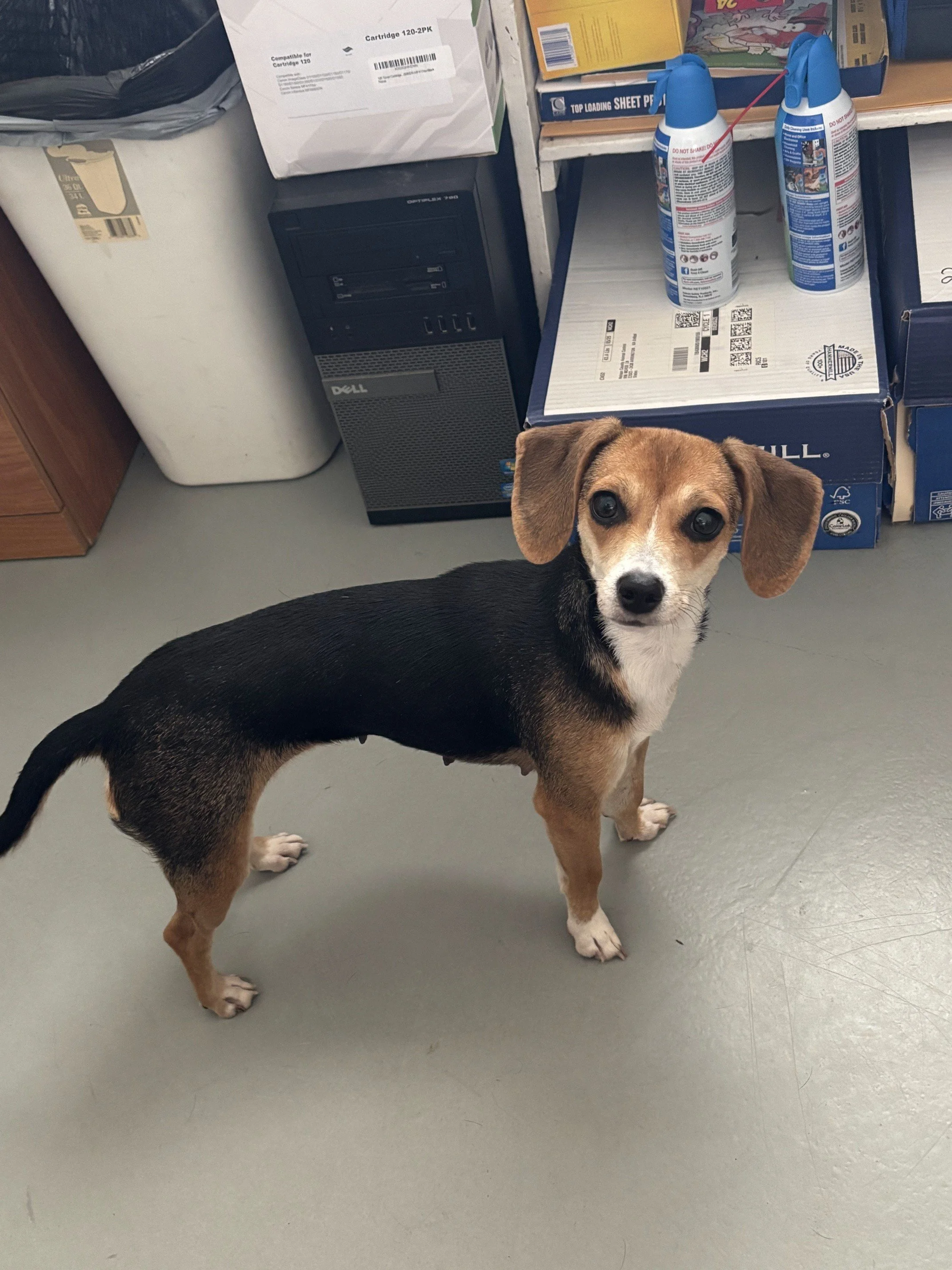 Gigi looking curious!