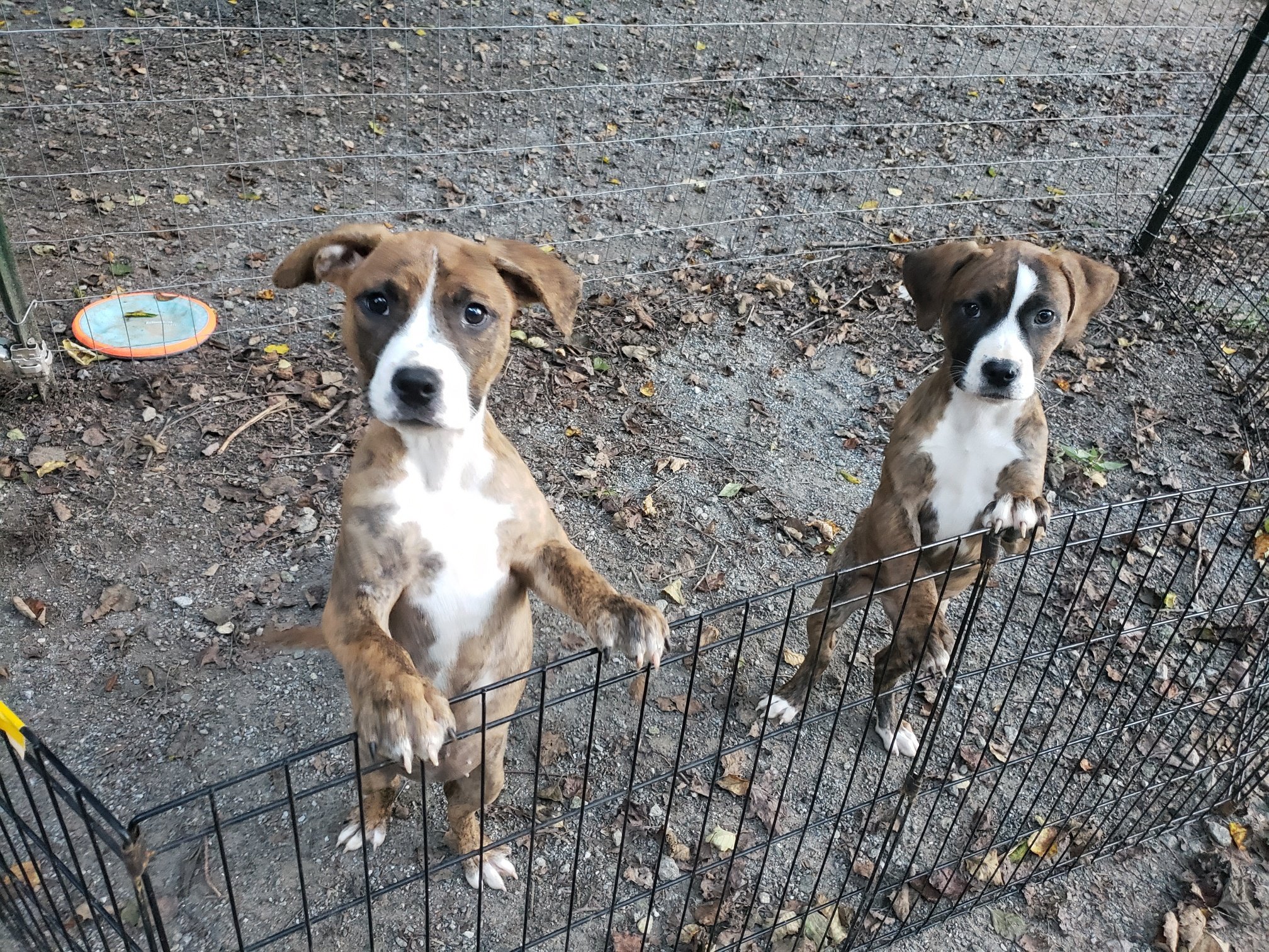 Betty & Sweetie: Boxer mixes
