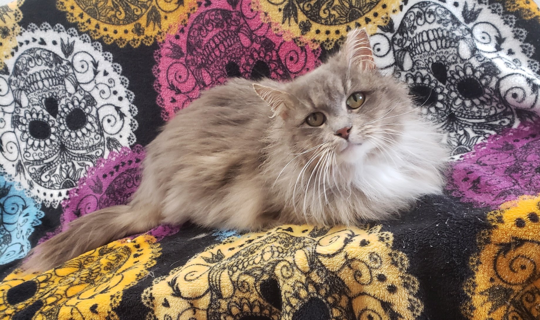 Henrietta three weeks later, happy and healthy!