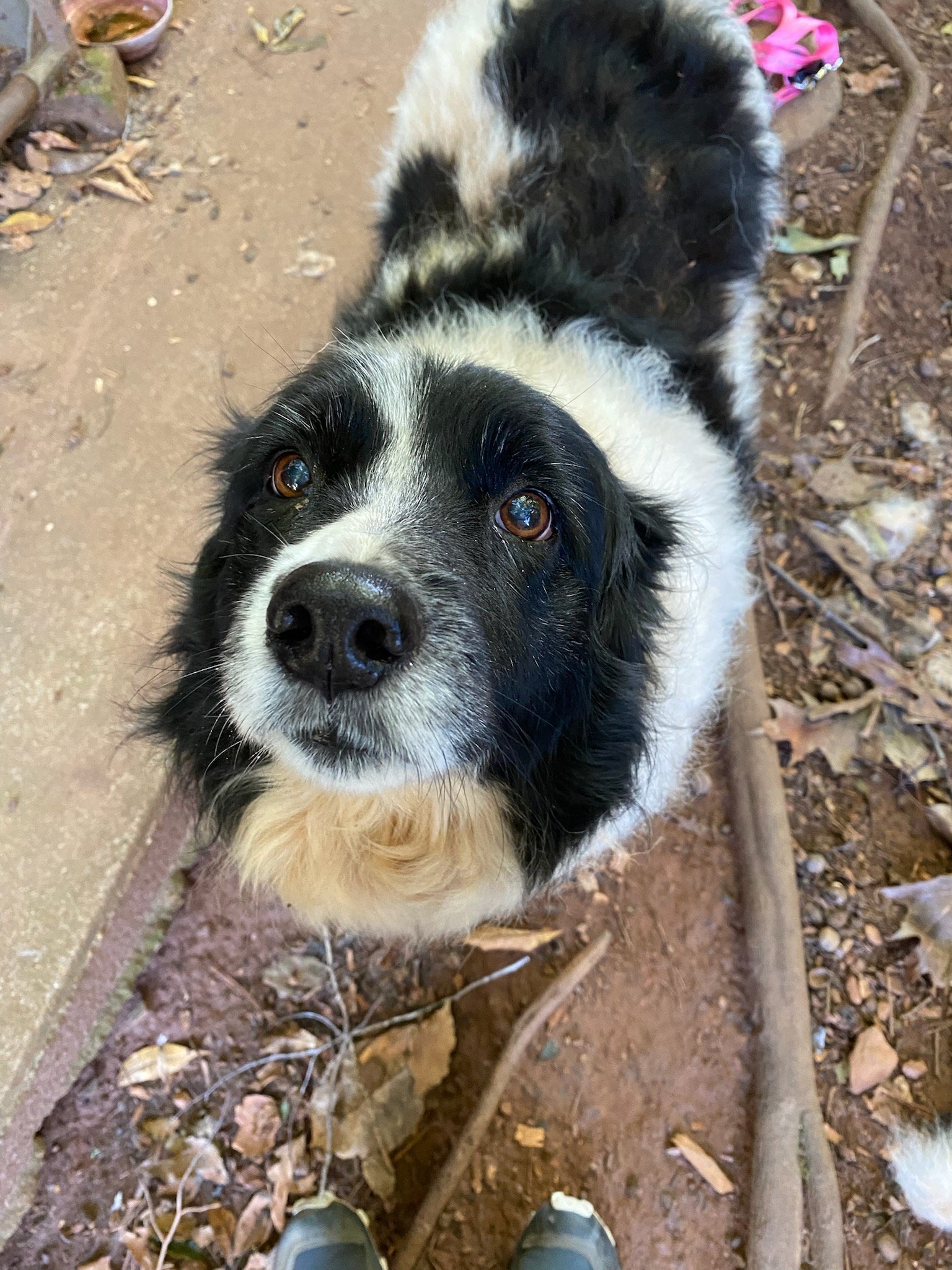 Sheba (before photo) Great Pyrenees/Border Collie mix