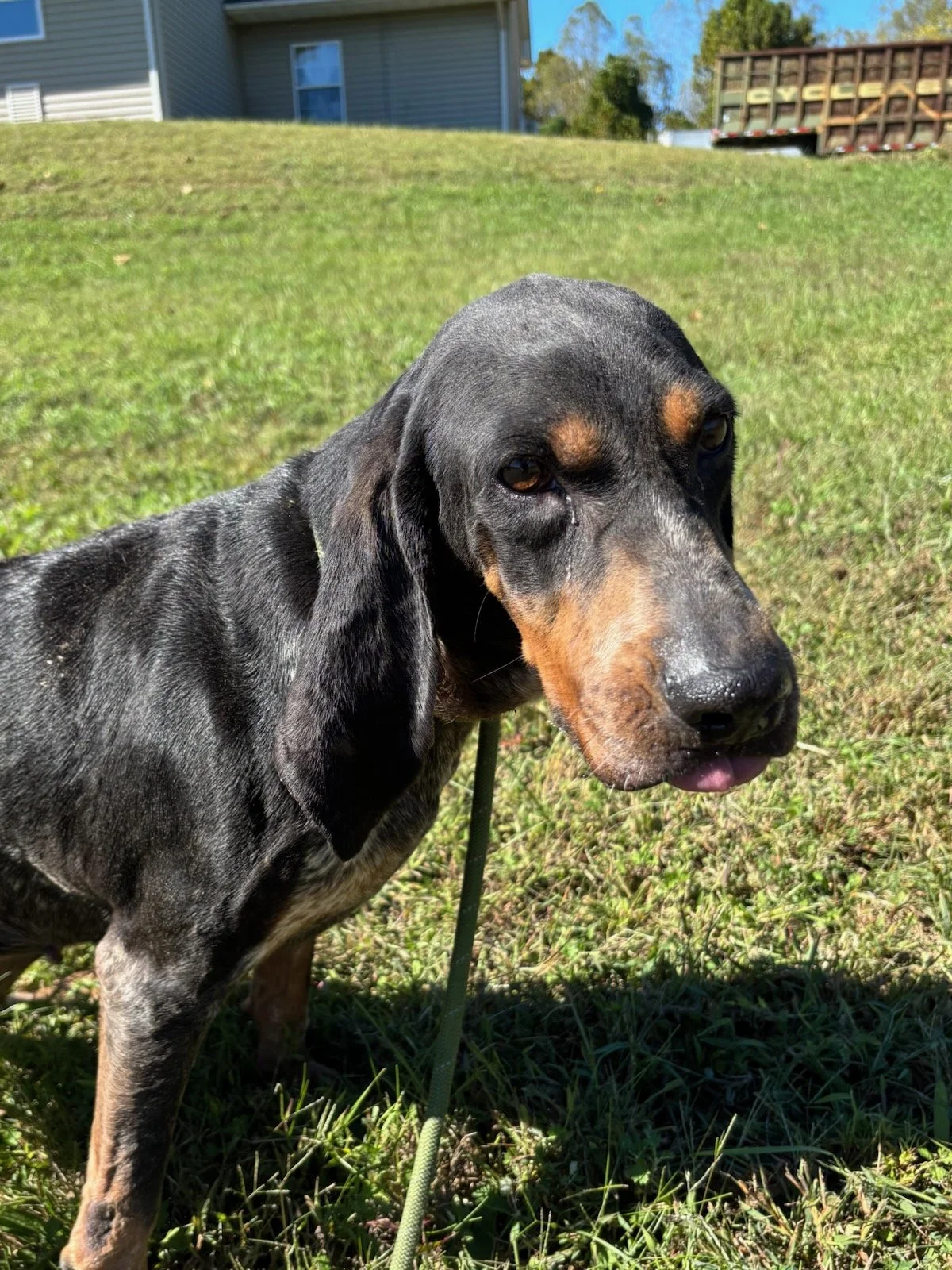 Sadie Mae - She had some scars and was a little stiff legged when she ran, but she was a happy girl.  