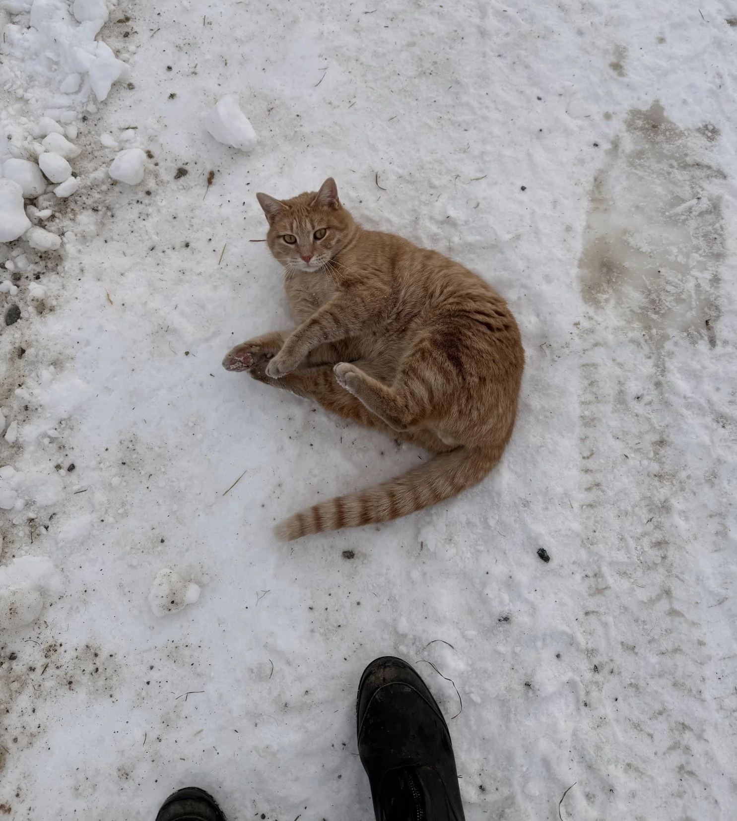 Butterscotch - March 2025 - enjoying the snow!