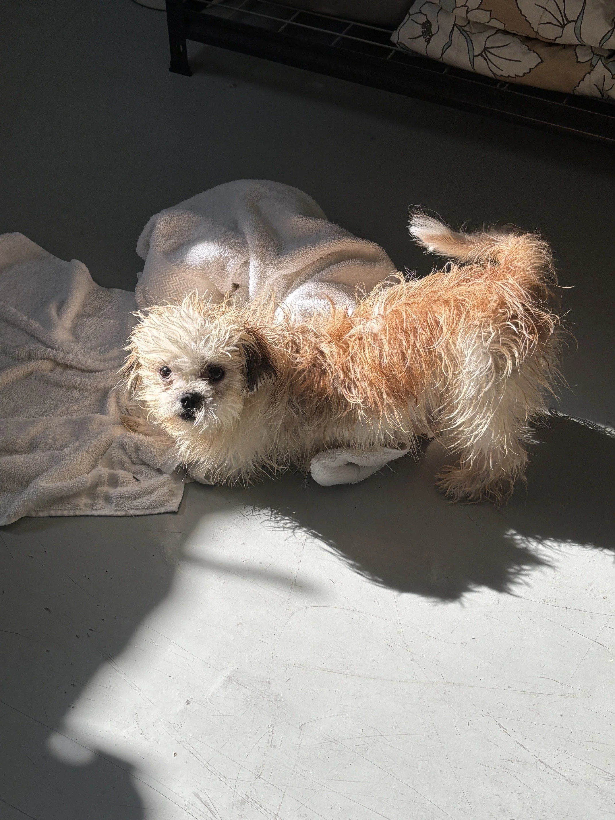 Noodles after his bath!