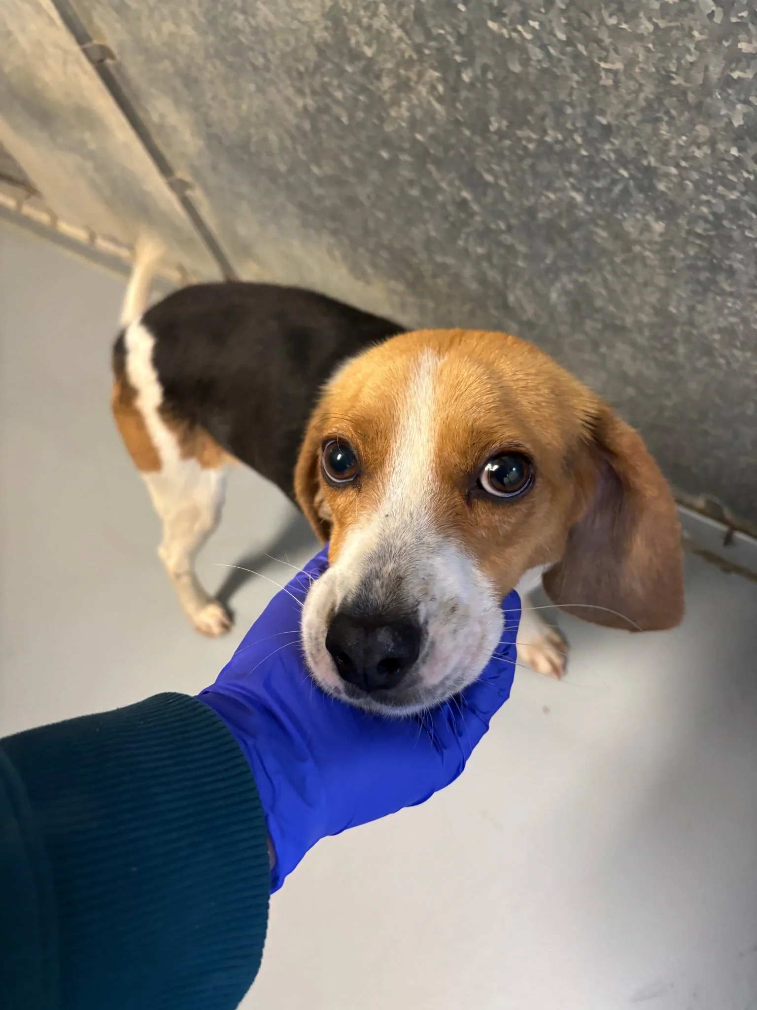 Benny - a stray beagle about 18 months old. 