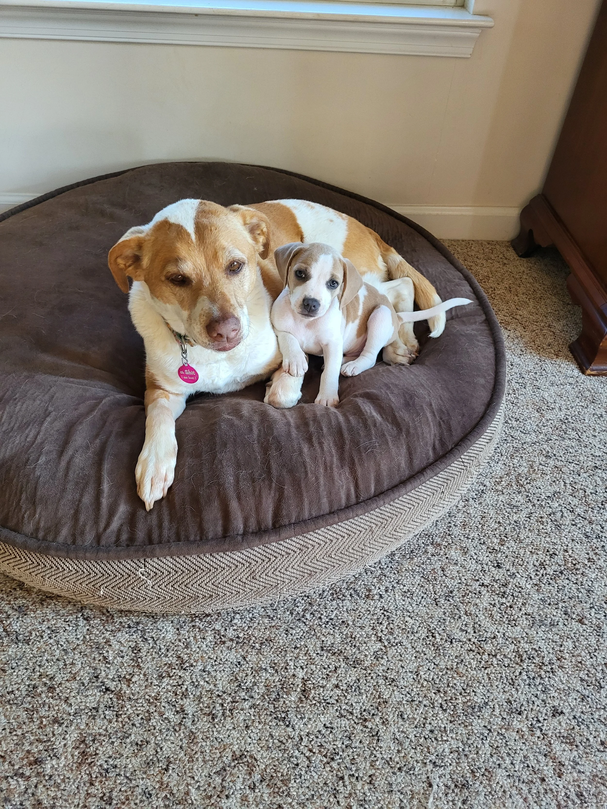 Tye and Roly Poly. Tye thinks Roly Poly is his mama! They are too cute for words!