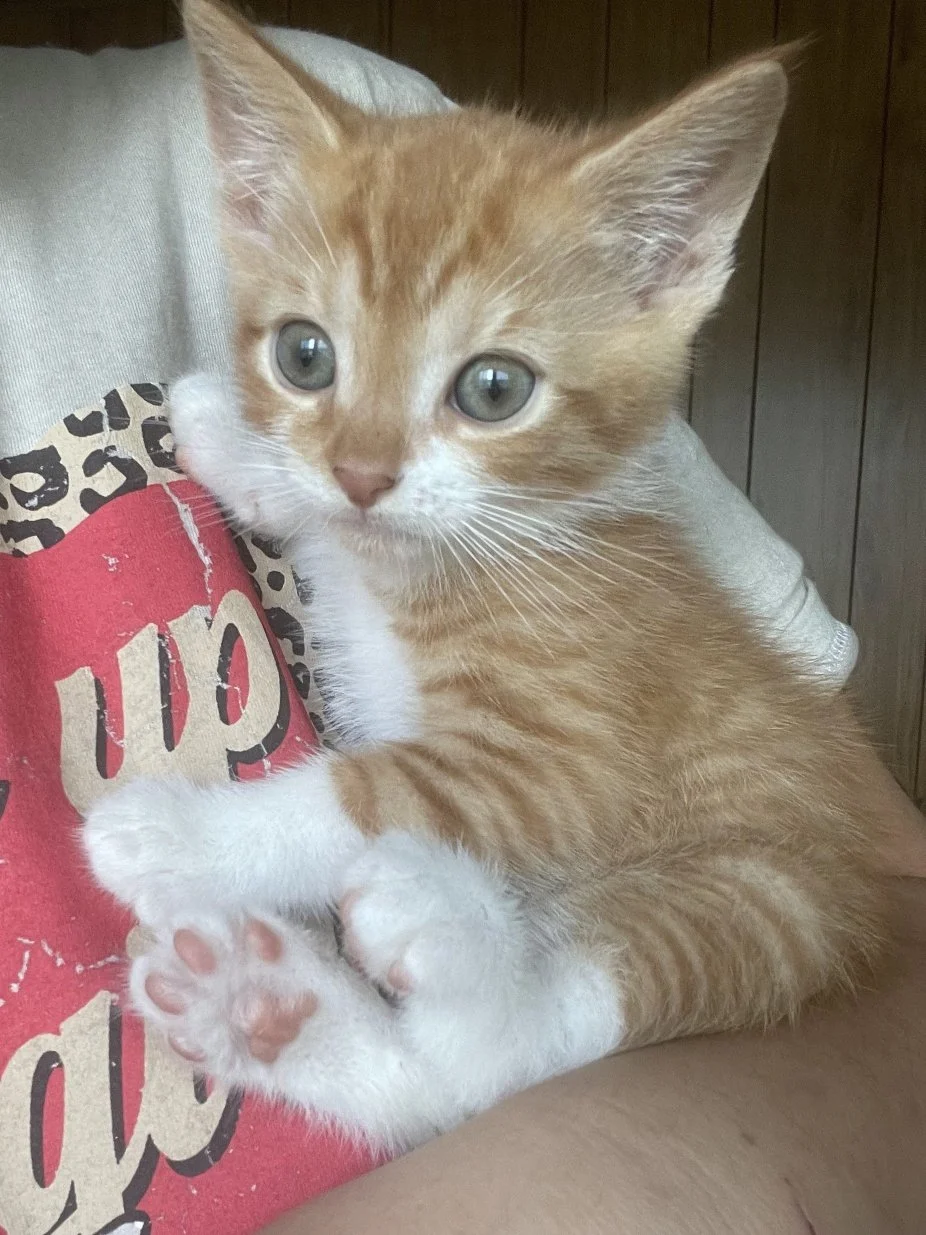 Axel, Cattoo, Deacon, and Evan - 4 little stray boy kittens brought to us by a good samaritan.  They were super sweet and affectionate from day one.  This is Axel, the cutest little runt.