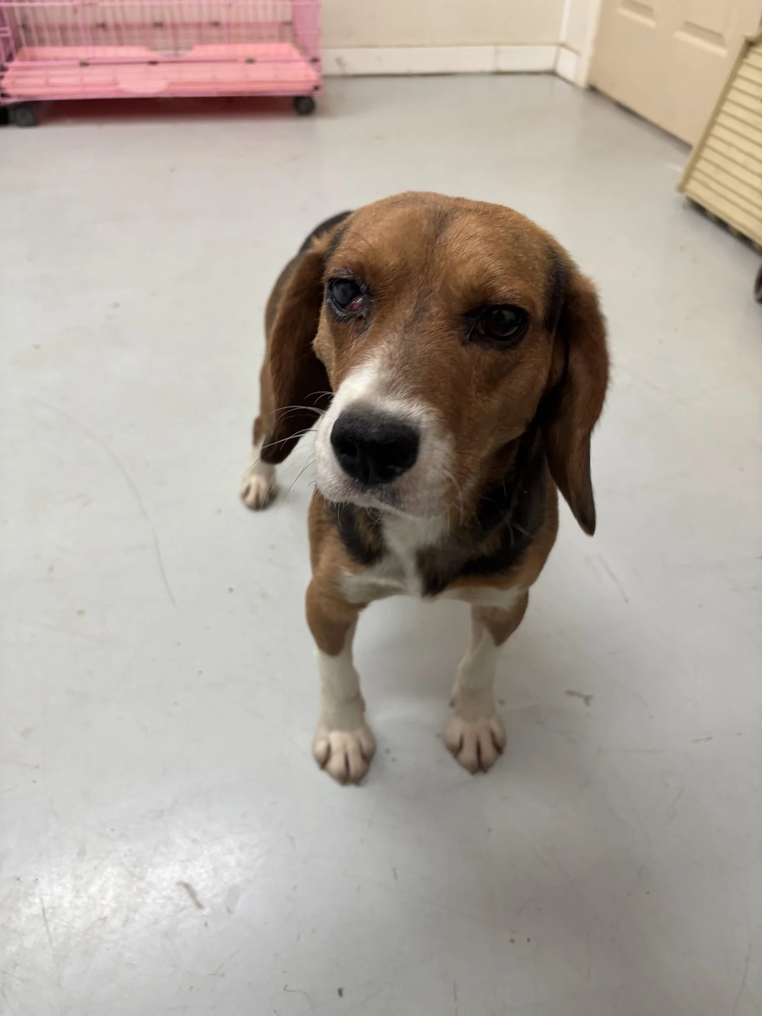 Artie - a stray beagle mix, with a docked tail,  about a year old.  He had cherry eye and he got a much needed surgery!