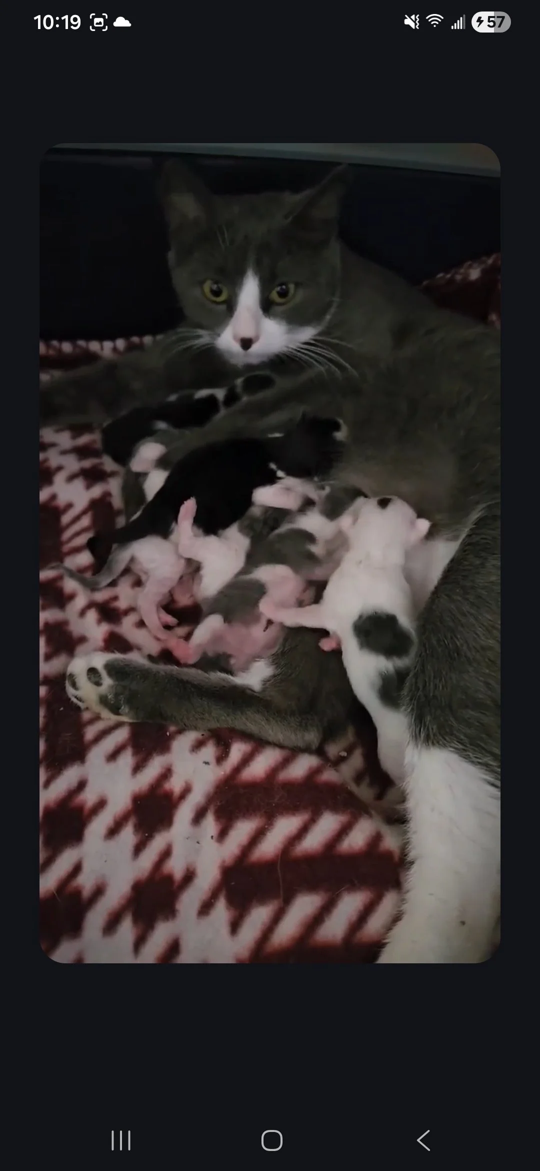 Sunday went to Lovingston Vet on Monday to be checked out and dewormed. She stayed there until we could find her a foster home.
A week later she gave birth to 8 beautiful kittens, shown in this photo!