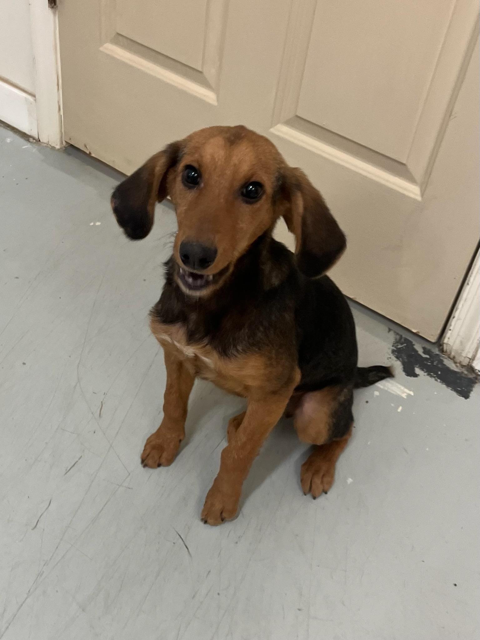 Max: A stray 5 month old puppy.