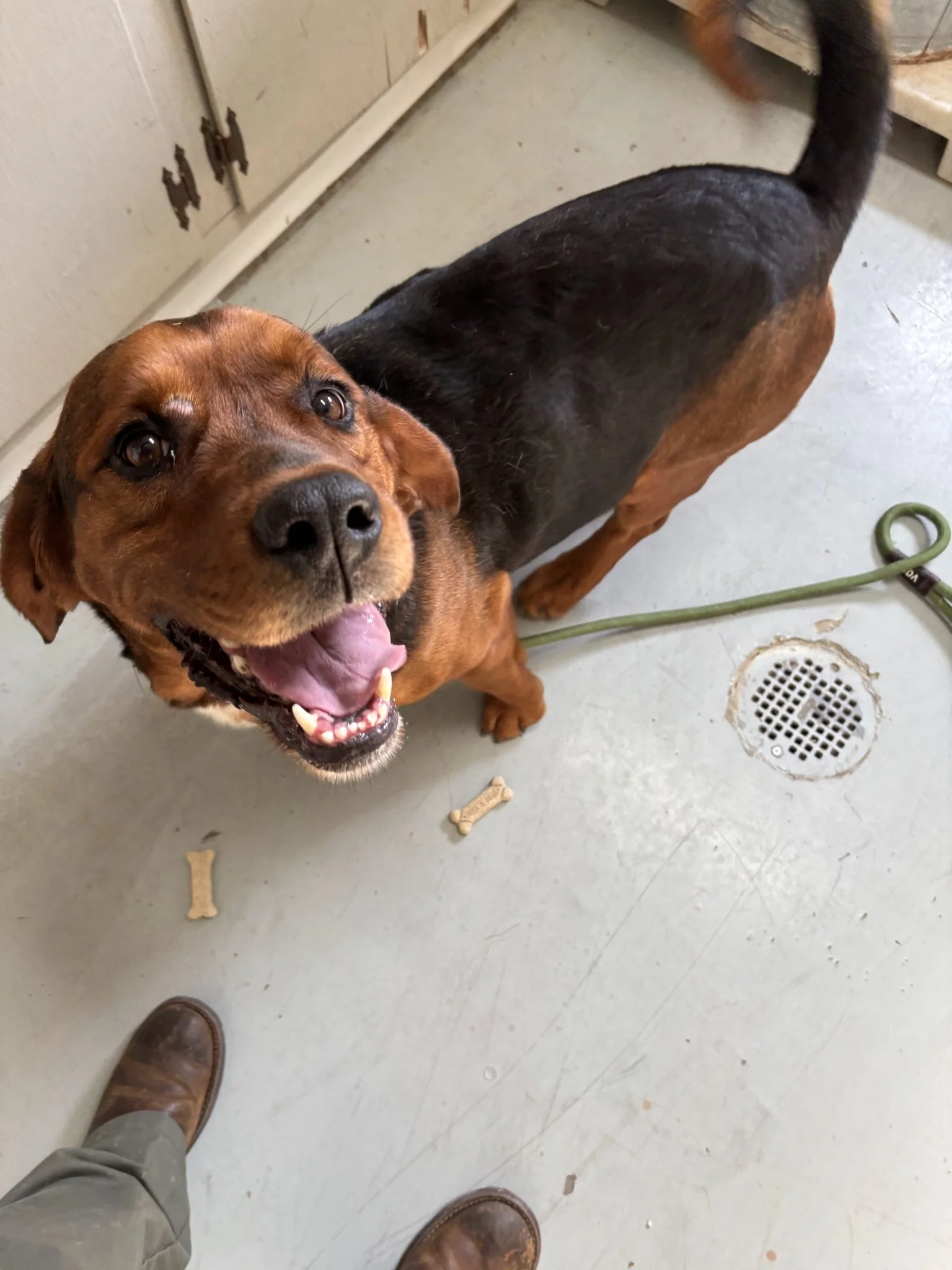 Colonel:  He got in trouble for killing chickens.  He is about a year old and weighs 65 lbs. We named him Colonel, short for Colonel Sanders!.