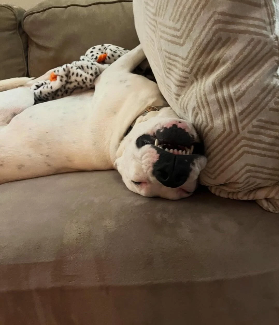 Pedro on his back, smiling ear to ear!