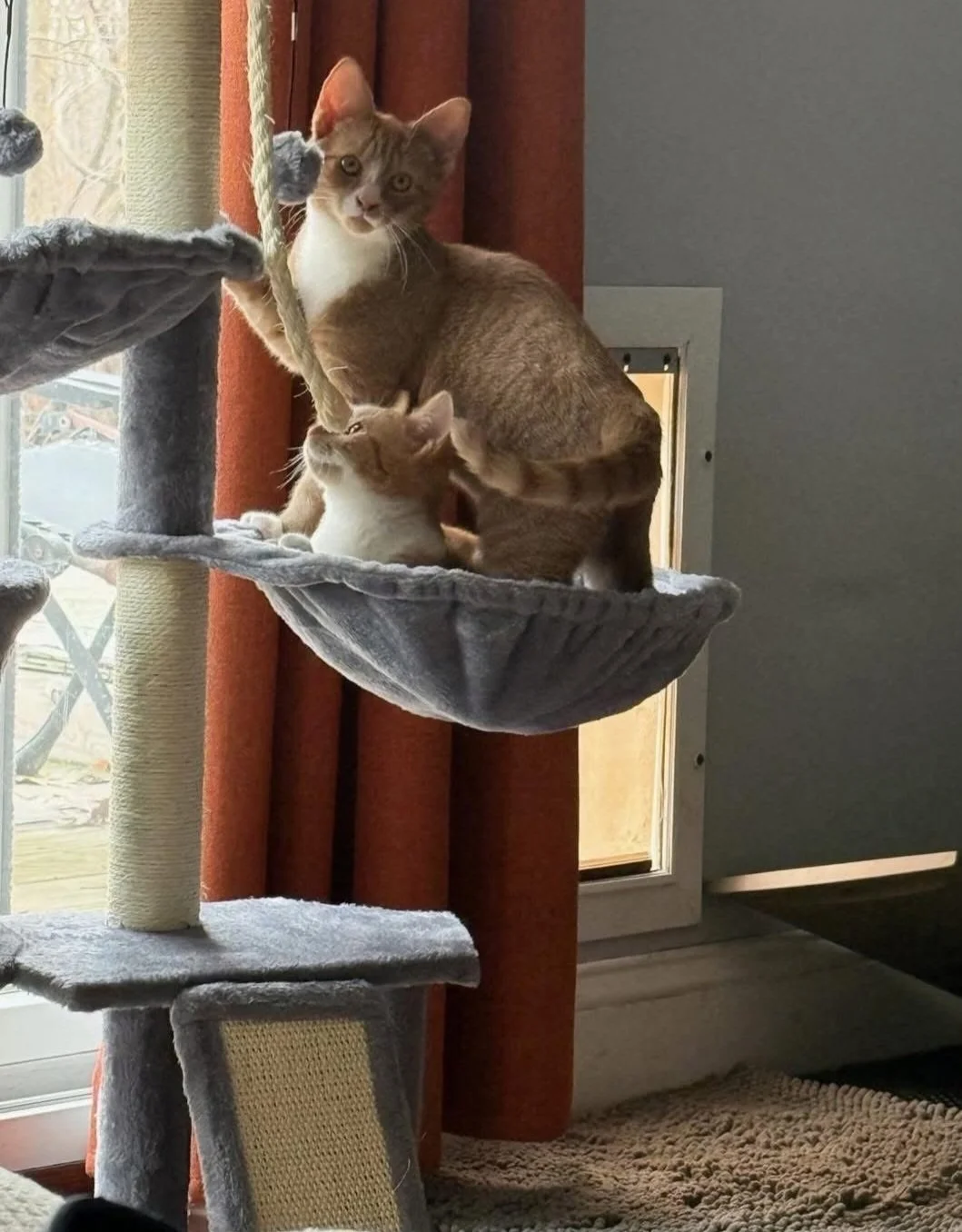 Pumpkin and Spice - September 2025 - also adopted together!