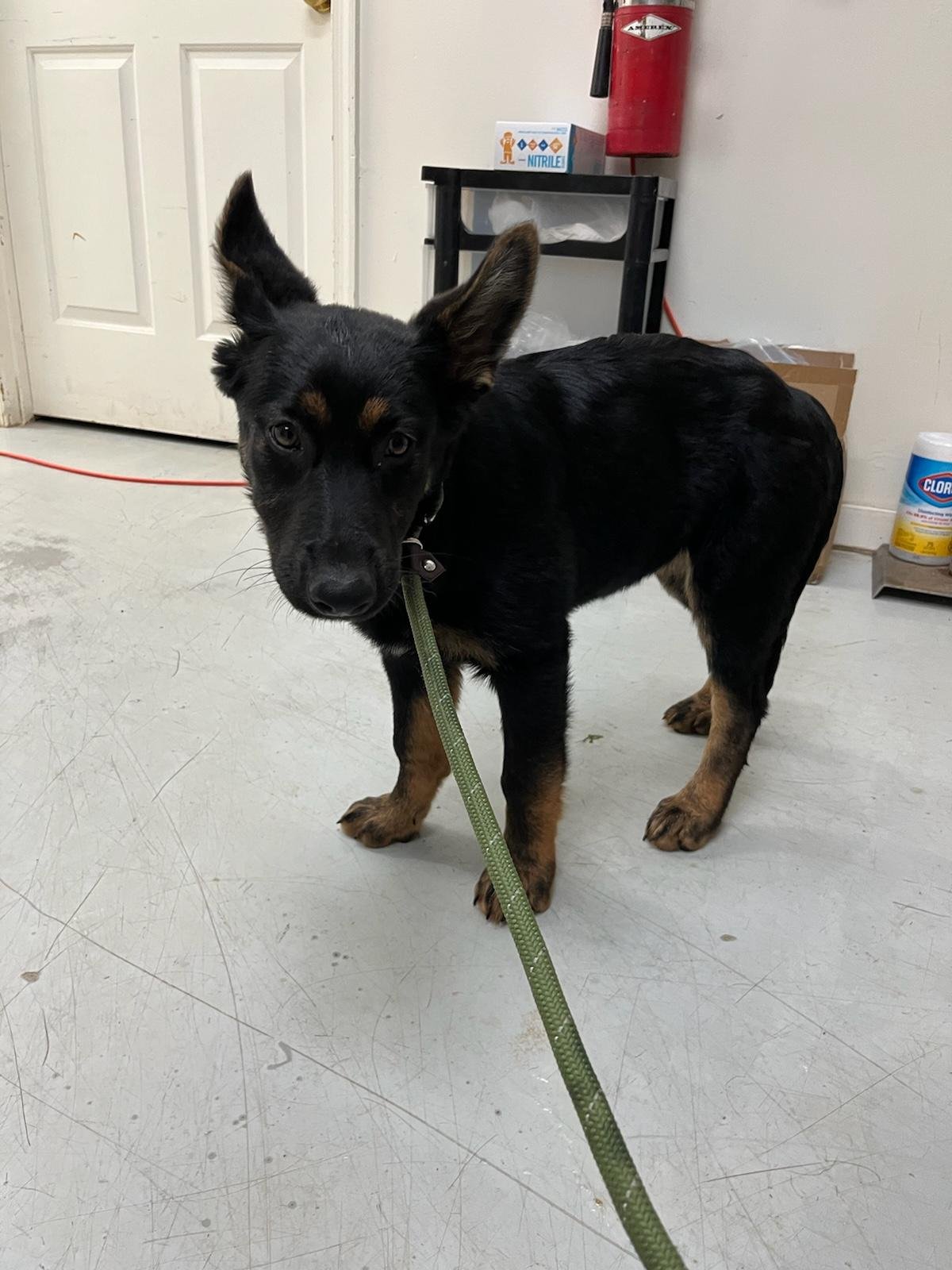 Sabrina: A beautiful stray 4 month old German Shepherd puppy.