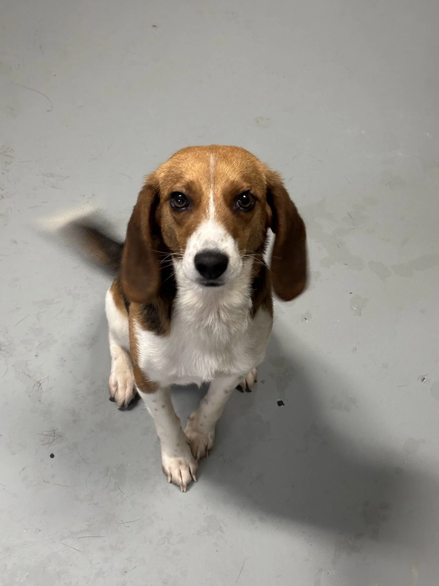 Ellie - a very sweet stray beagle with pretty, long ears.