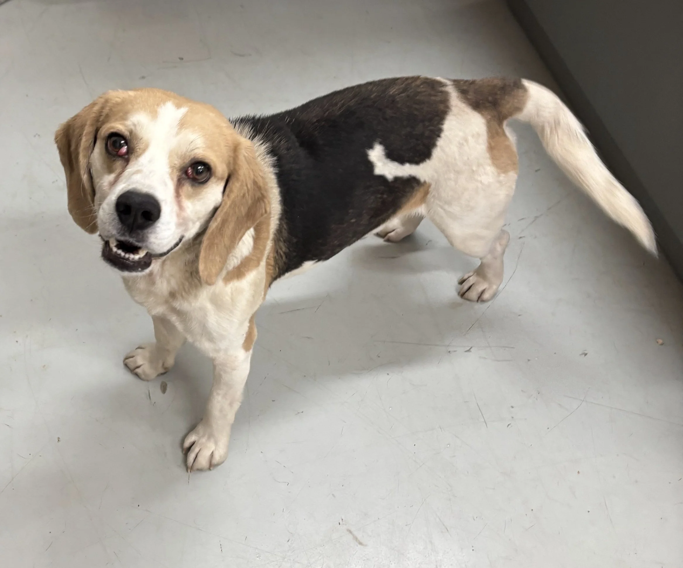 Chip had a cherry eye on both eyes that required surgery.  Chip thanks everyone that has donated towards our matching fund so he could be neutered and have his cherry eyes corrected!