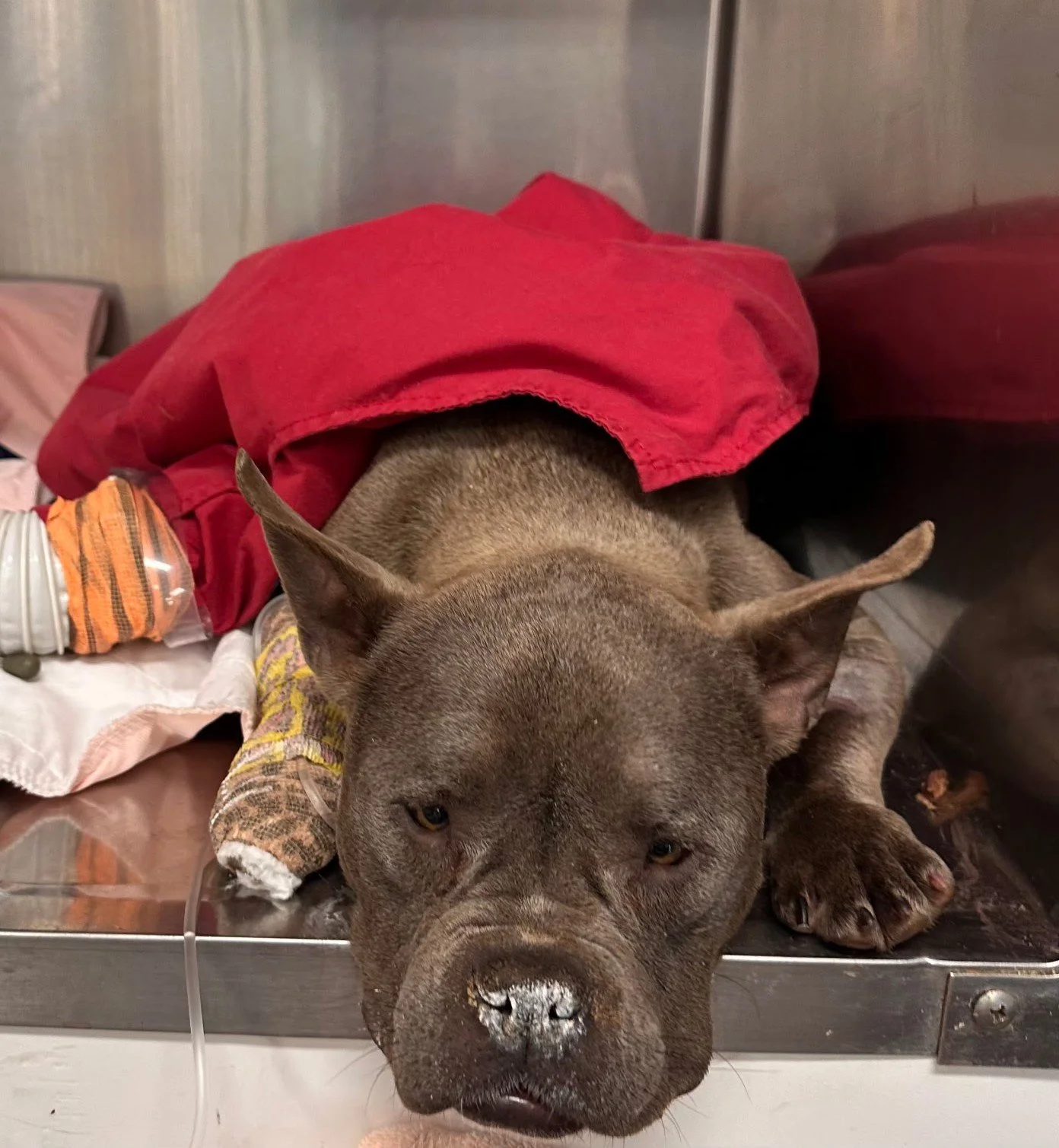 Gracie - On Jan 29, little Gracie needed an emergency cesarean.   She had been in labor far too long.  Her kidneys were failing and her heart rate and temperature were dangerously low.  She needed a miracle to survive.  Her owners wanted to surrender