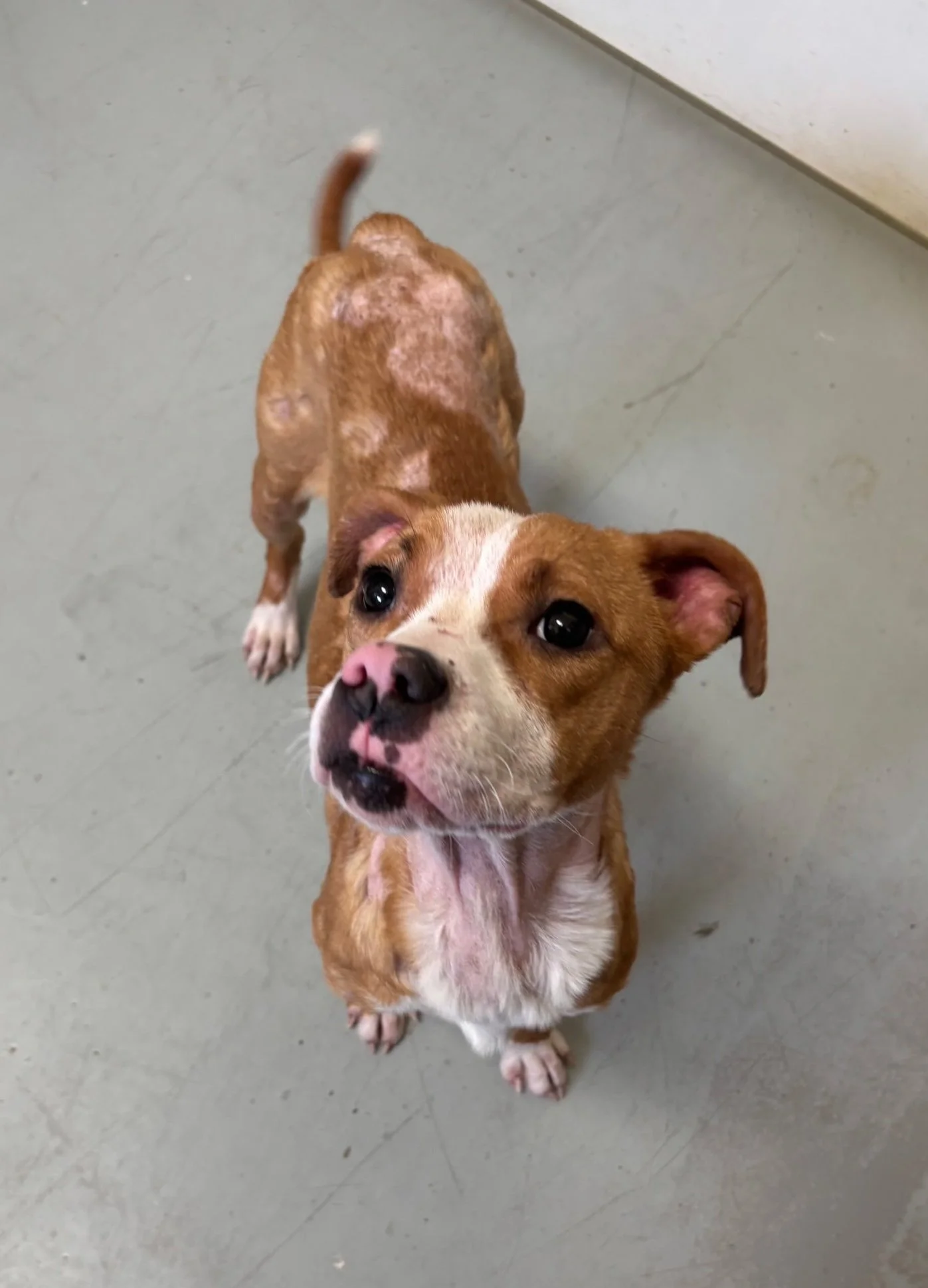 Zelda - female.  Her coat was in terrible condition.  All tests came back negative.  It seems that poor nutrition and being locked in a filthy room with inches deep feces was the cause. 