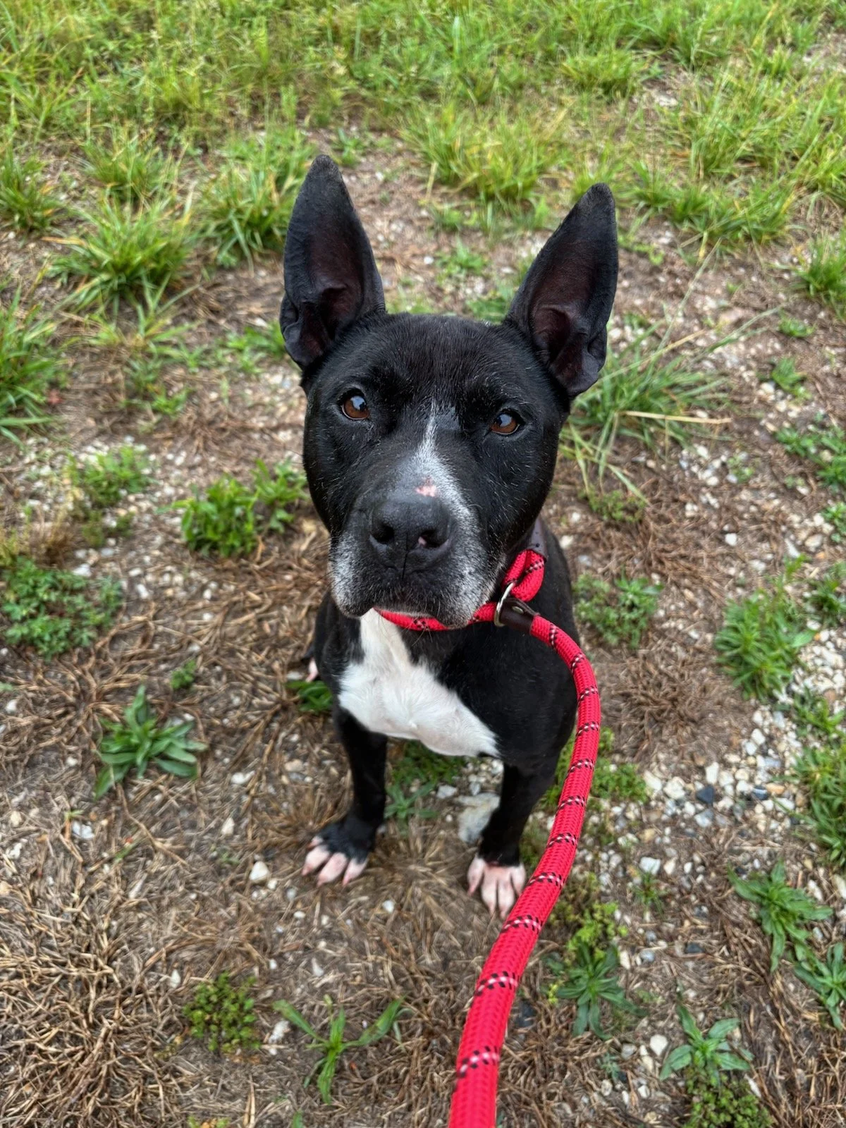Kenzie - a sweet, sweet girl that got in trouble for killing the neighbors chickens.  