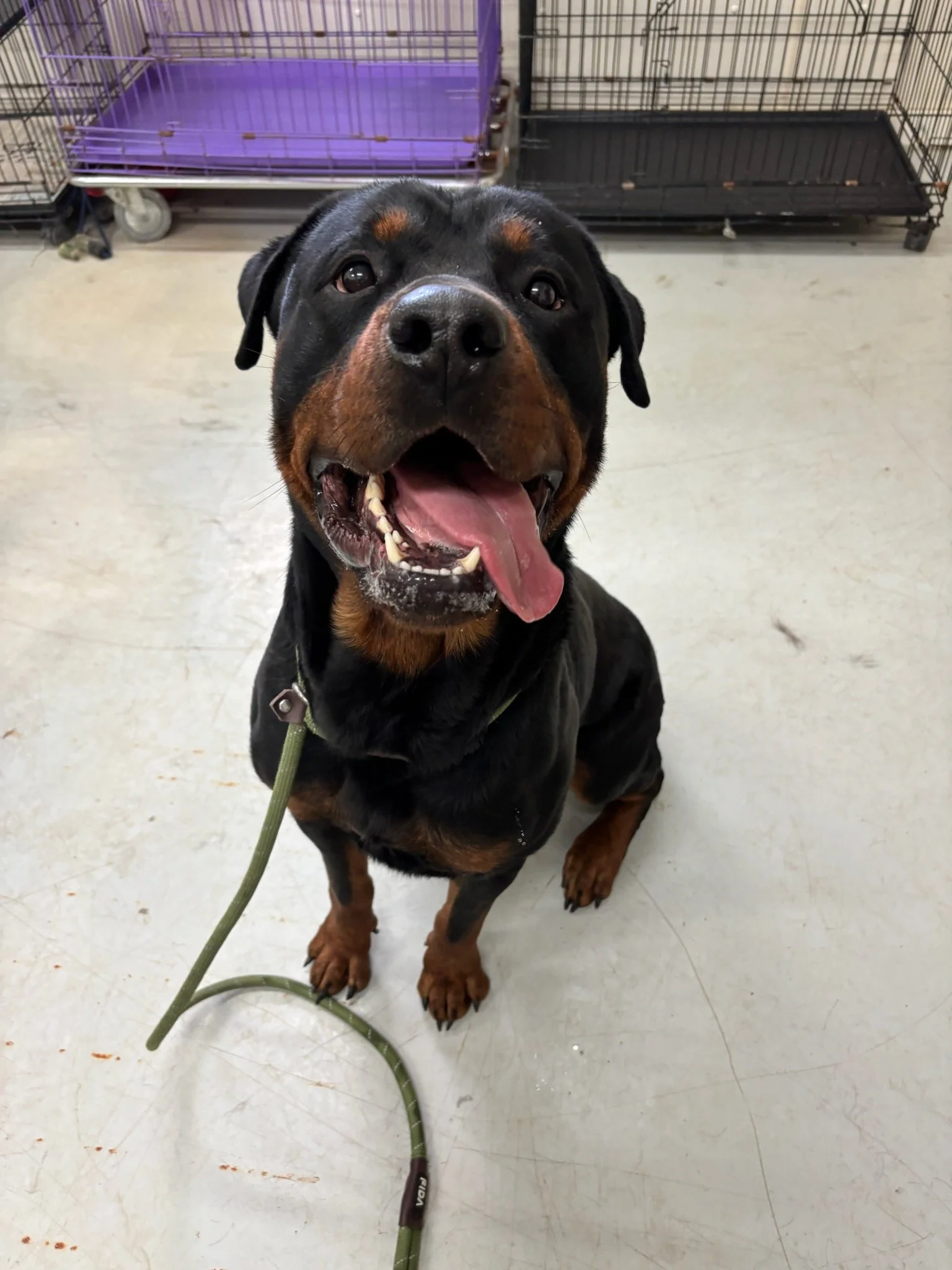 Bruce - a stray Rottweiler about 2 years old. He was picked up walking down the road with a collar on with no ID. I asked a friend that lives near where he was found if she recognized him. She had never seen him. He knows lots of commands and is v