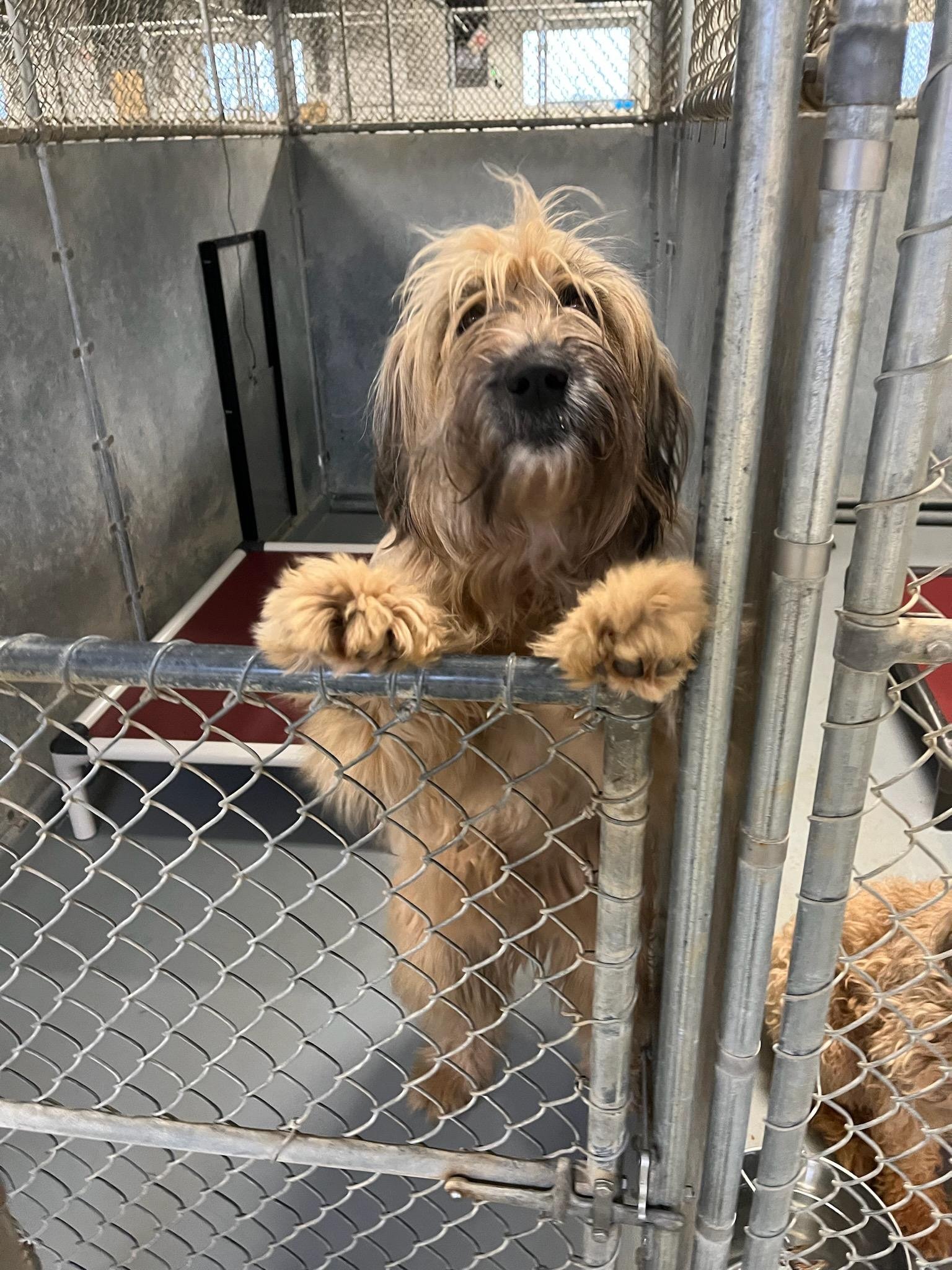 Cruiser: Wheaton Terrier mix
